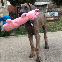 SnugglePuppy SmartPetLove sifflet-incassable: jeu durable et amusant.