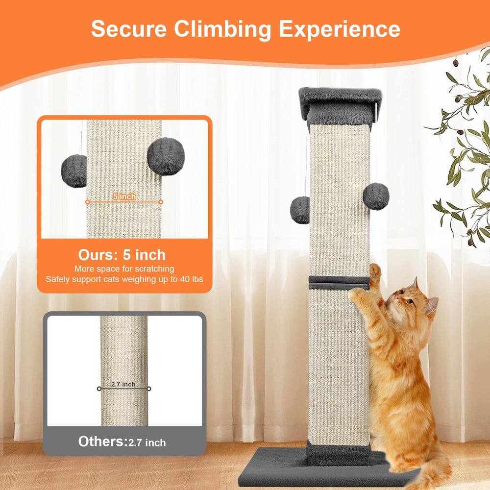 SOCATER chat utilisant le griffoir, activité naturelle et utile.