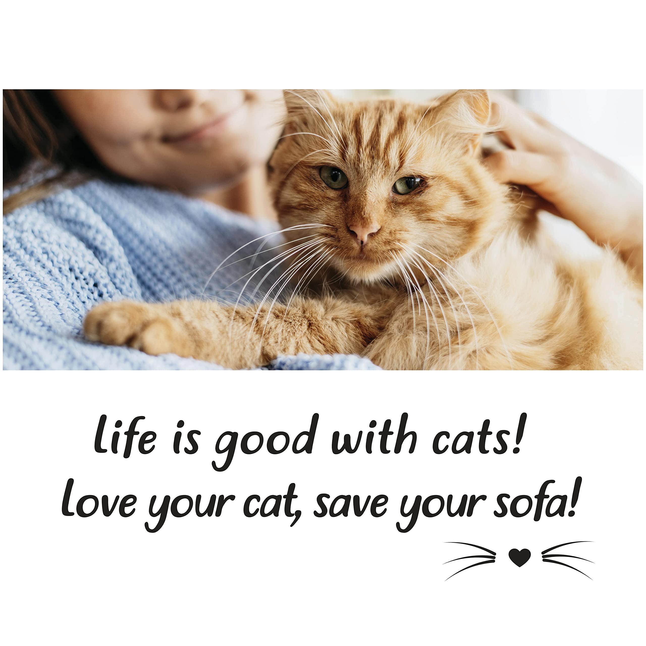 Sofisti-Cat démonstration-usage-quotidien, aide à adopter de bonnes habitudes.