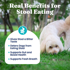 Solid Gold enzymes de digestion pour chien, meilleure assimilation.