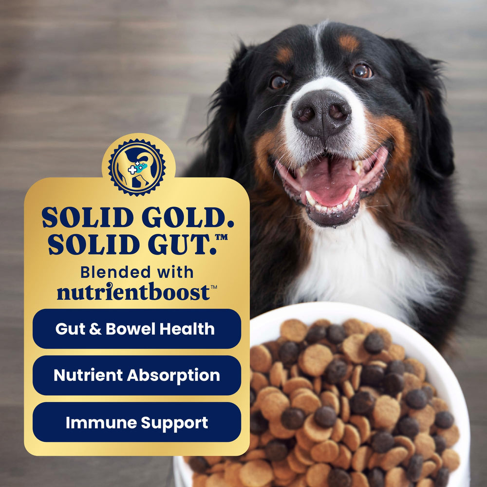 Solid Gold grains complets pour énergie durable et nutrition complète.