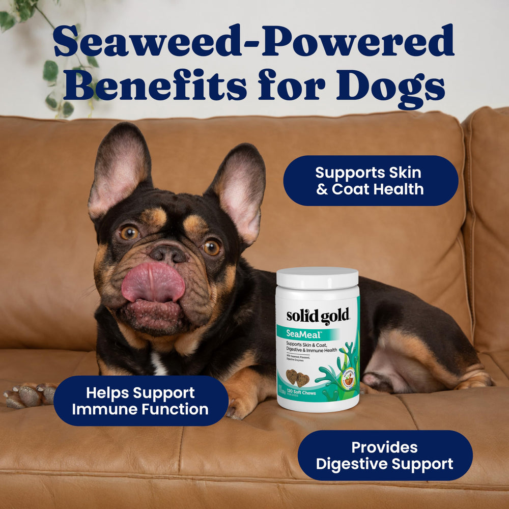 Solid Gold SeaMeal – Ingrédients marins et kelp, soutien immunitaire.