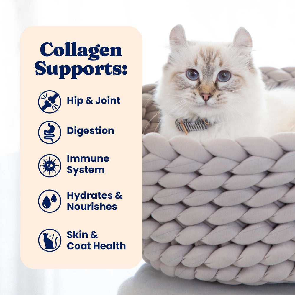 Soupe au thon Solid Gold pour chats – hydratation pratique lors des repas.