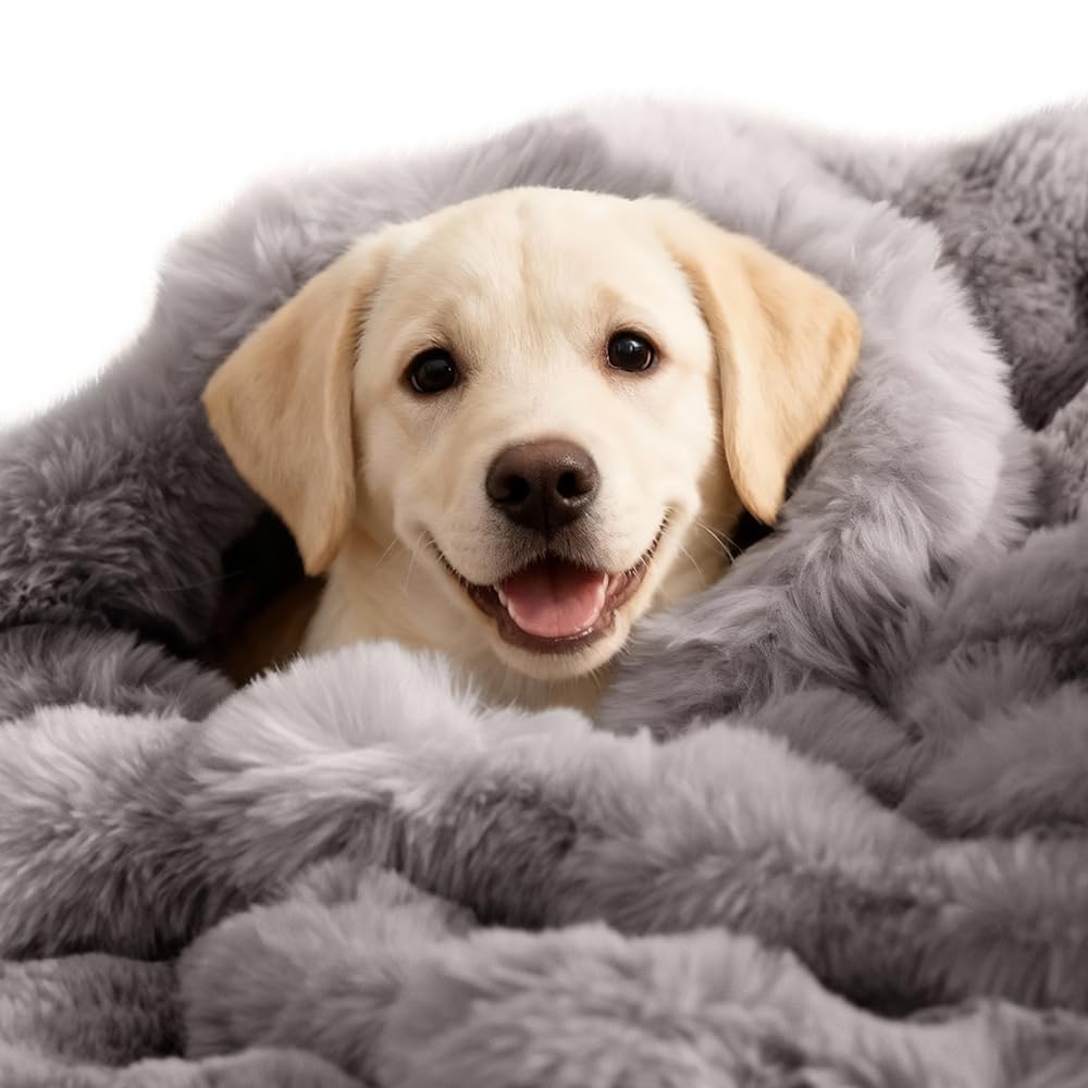 SOMAHE: couverture auto-chauffante pour chien, vue d'ensemble et chaleur douce.