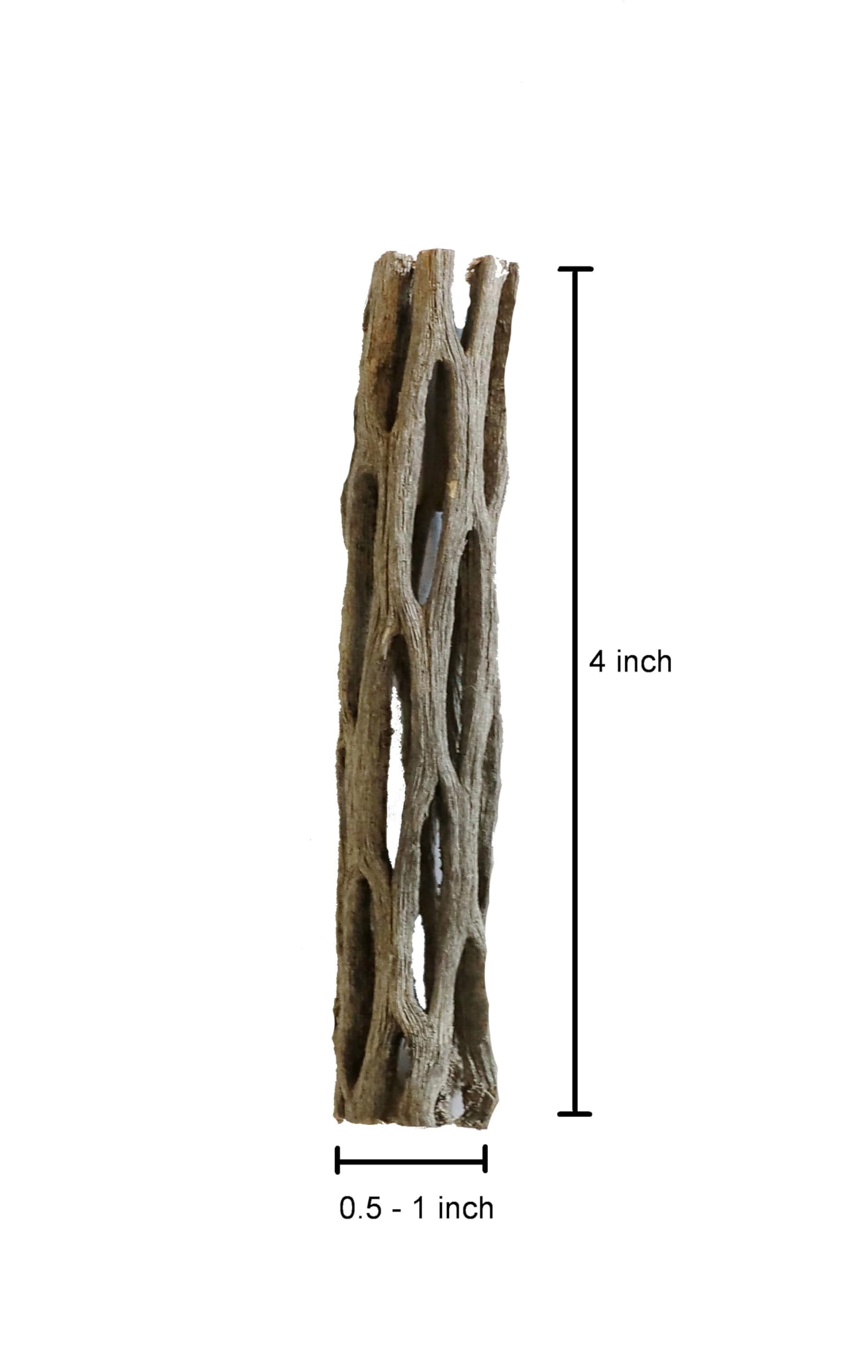 SoShrimp Cholla Embellissement Naturel pour Petits Animaux, décor enrichissant et jouet naturel.