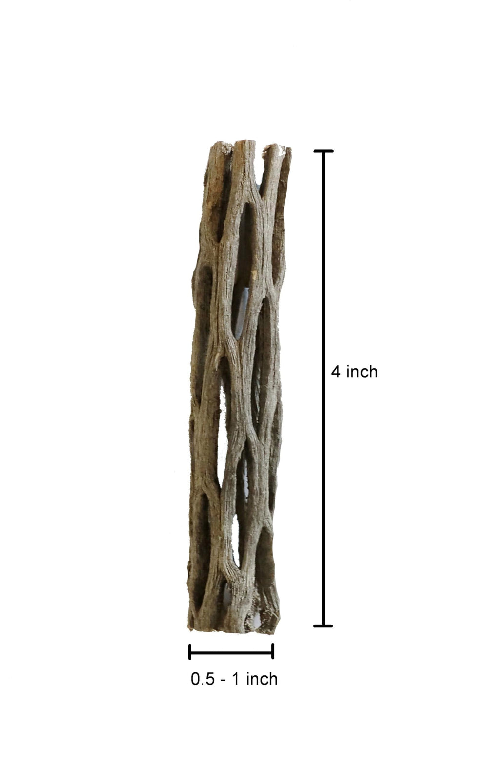 SoShrimp Cholla Embellissement Naturel pour Petits Animaux, décor enrichissant et jouet naturel.