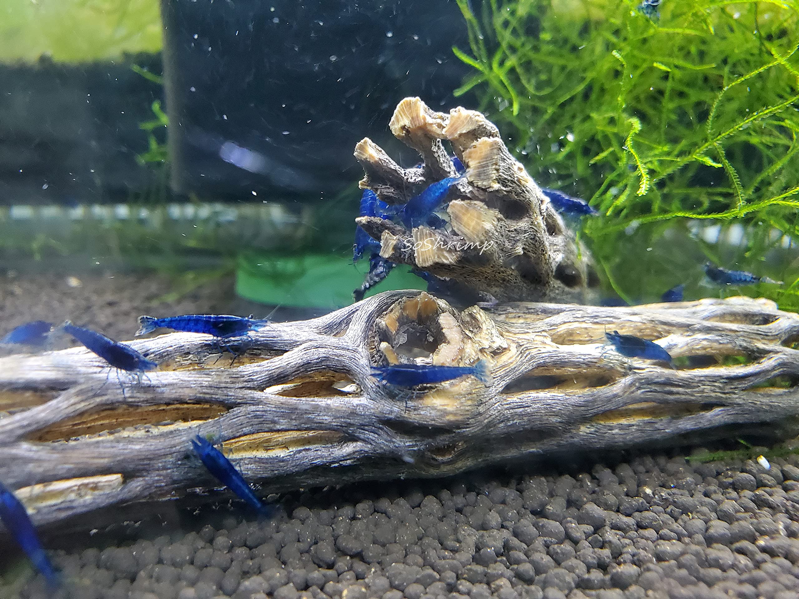 SoShrimp Cholla Reflets Lumineux Aquarium, support sûr et écologique pour l’aménagement.