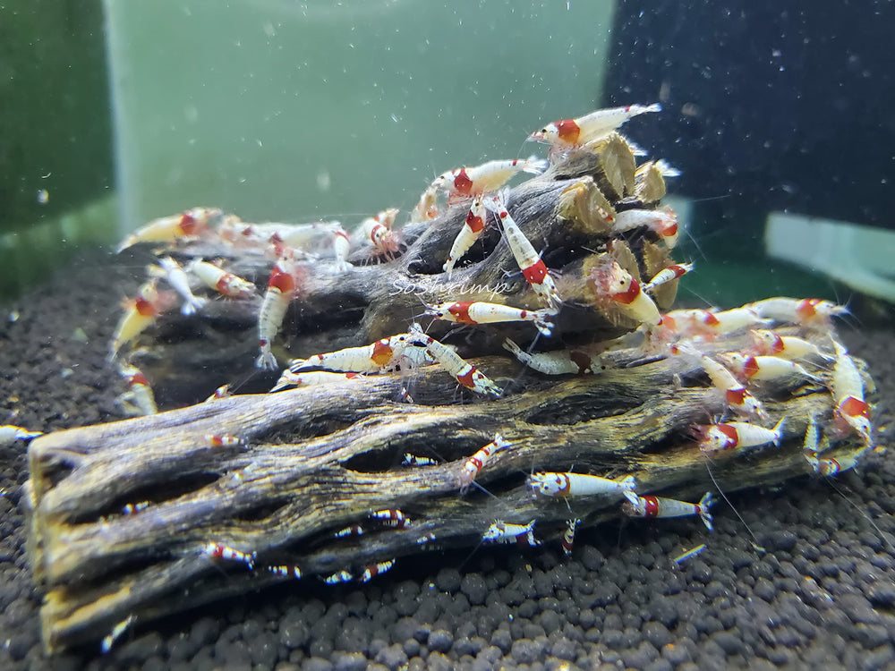 SoShrimp Cholla Rendu Naturel, texture organique favorisant comportements naturels chez les habitants.