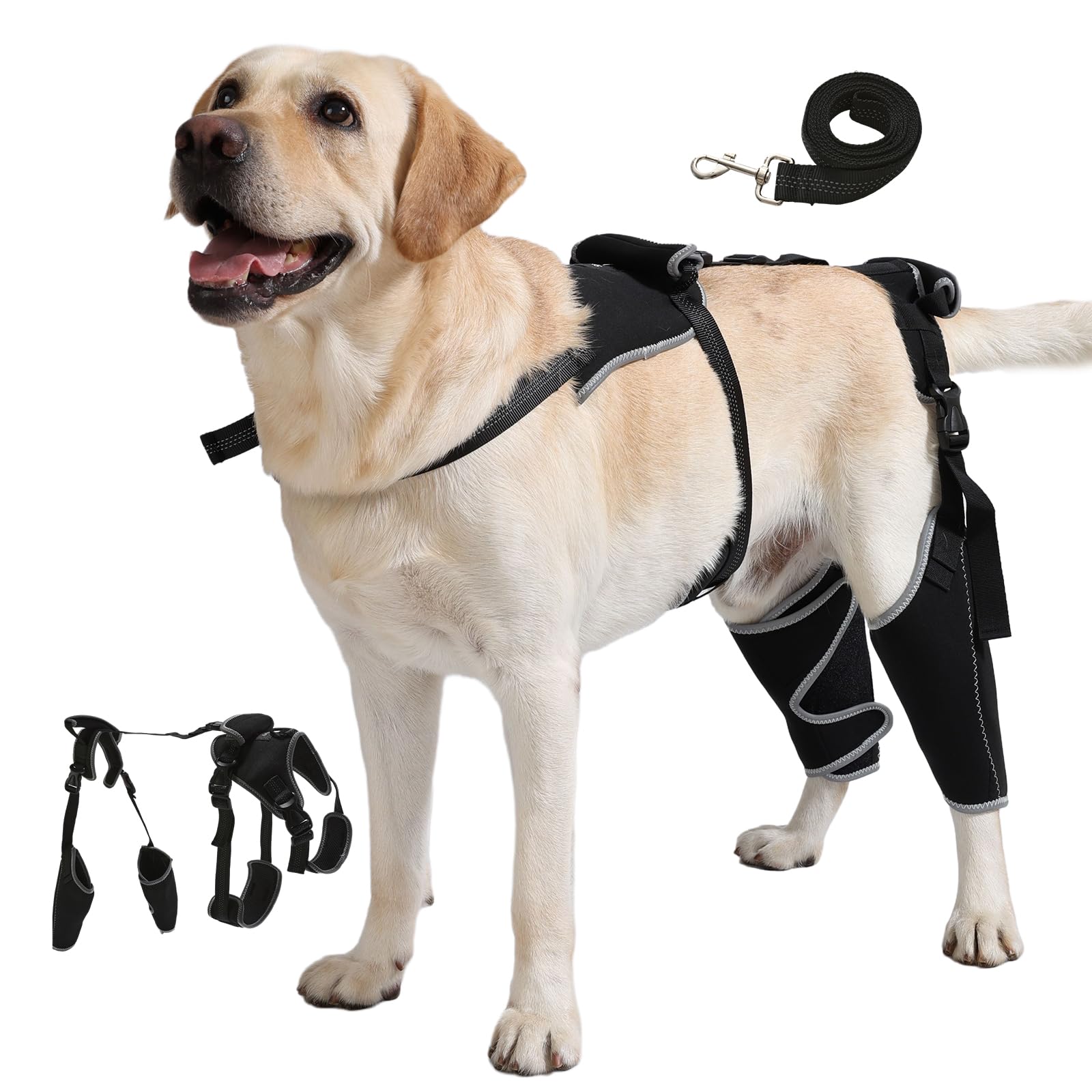 Orthèse Spajoy pour chien, ensemble complet offrant un soutien du genou arrière.