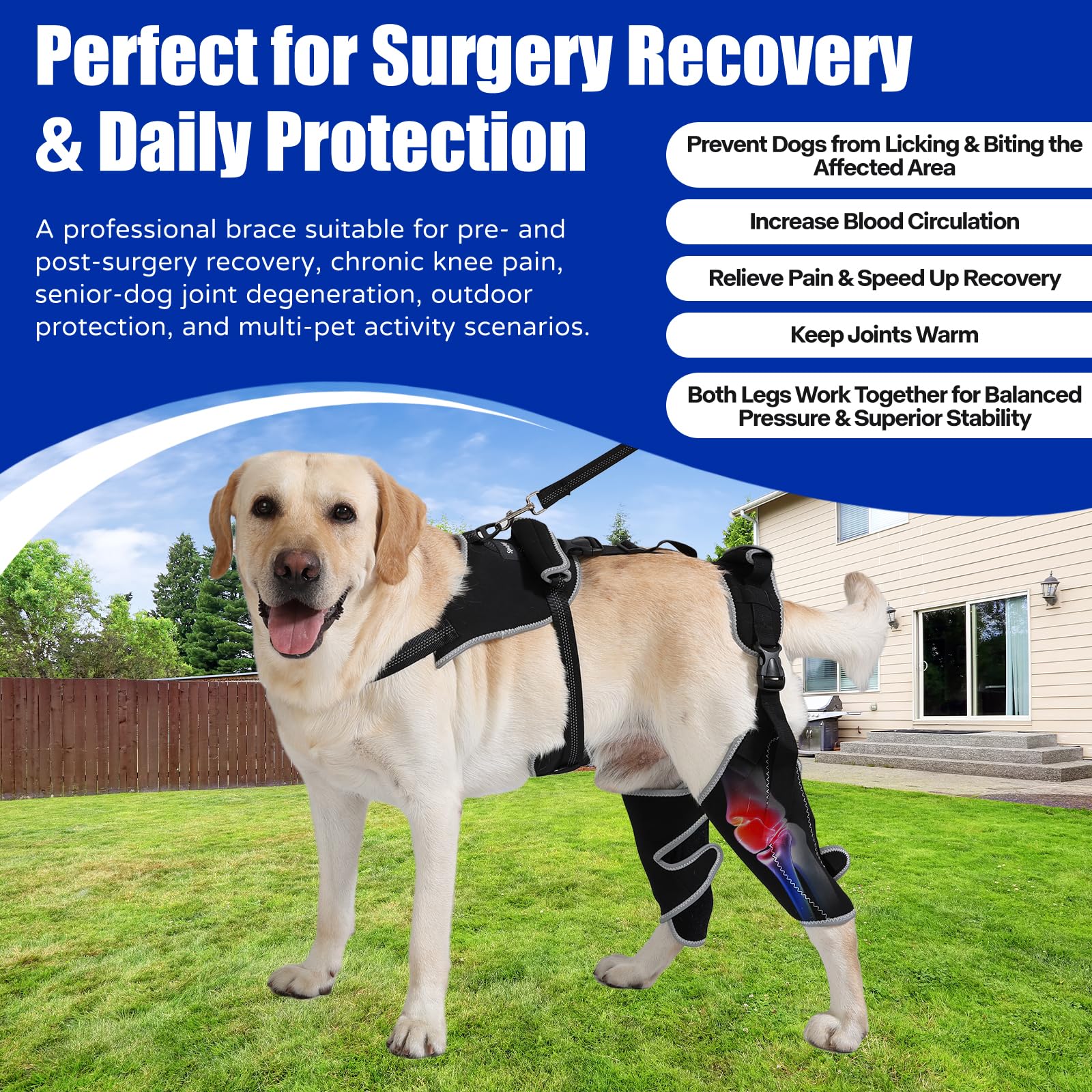 Spajoy orthèse genou chien, soulage potentiellement l’arthrite et les douleurs articulaires.
