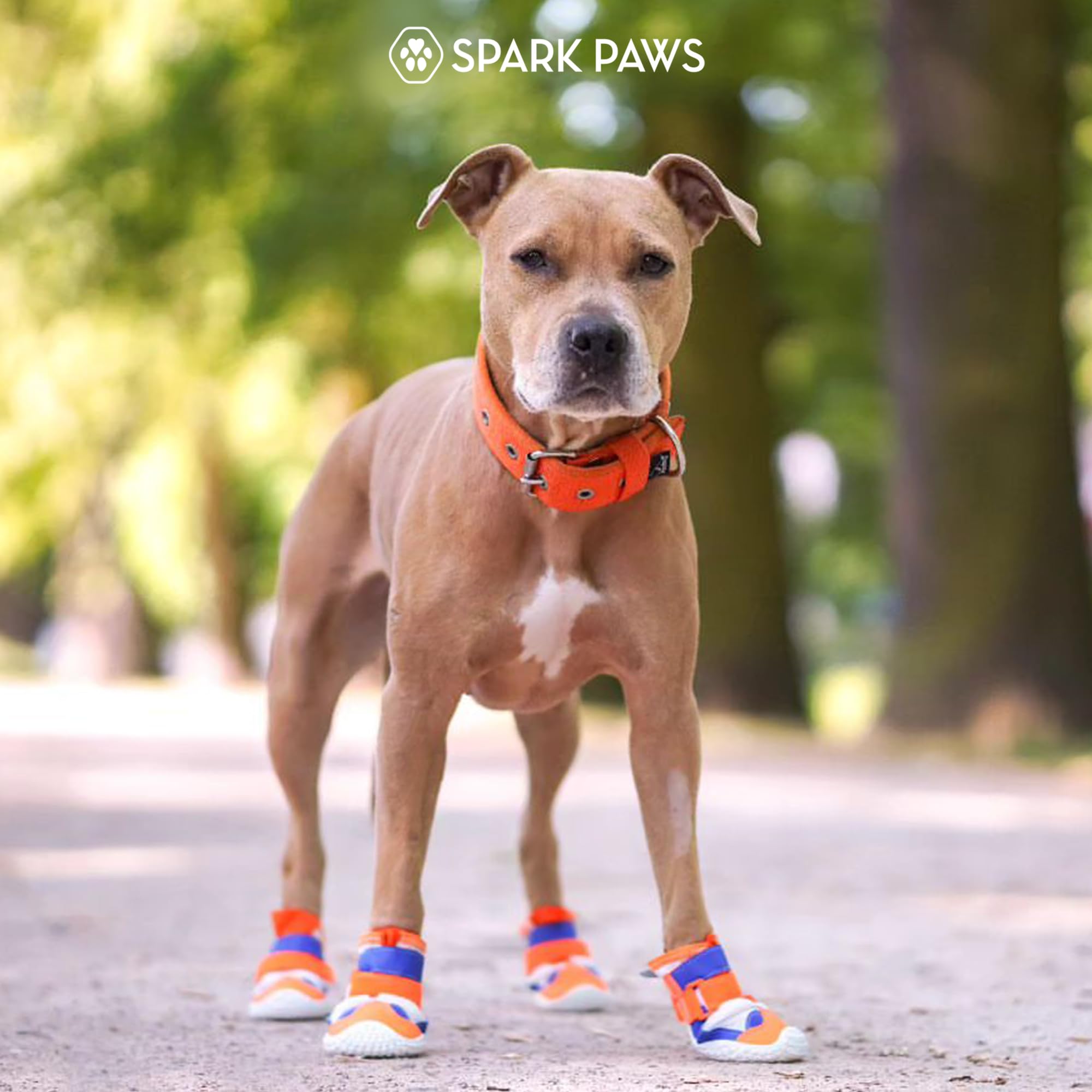 Promenade et randonnée extérieures avec Spark Paws et protection anti-glisse