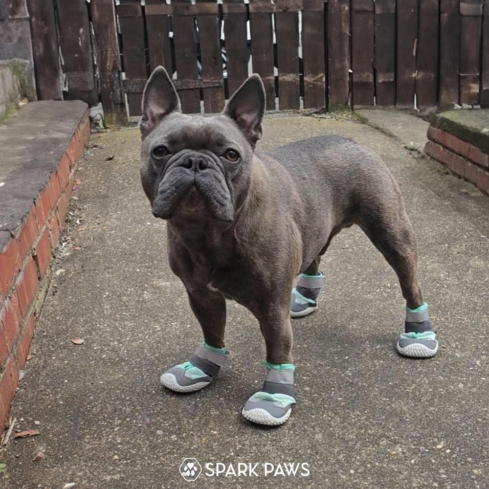 Spark Paws lavables en machine pour nettoyage rapide après l aventure