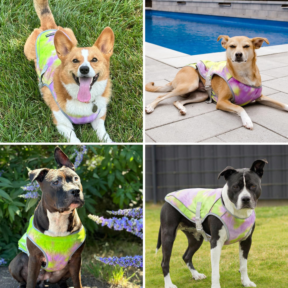 Spark Paws gilet refroidissement chien, réactivation du refroidissement après humidification.
