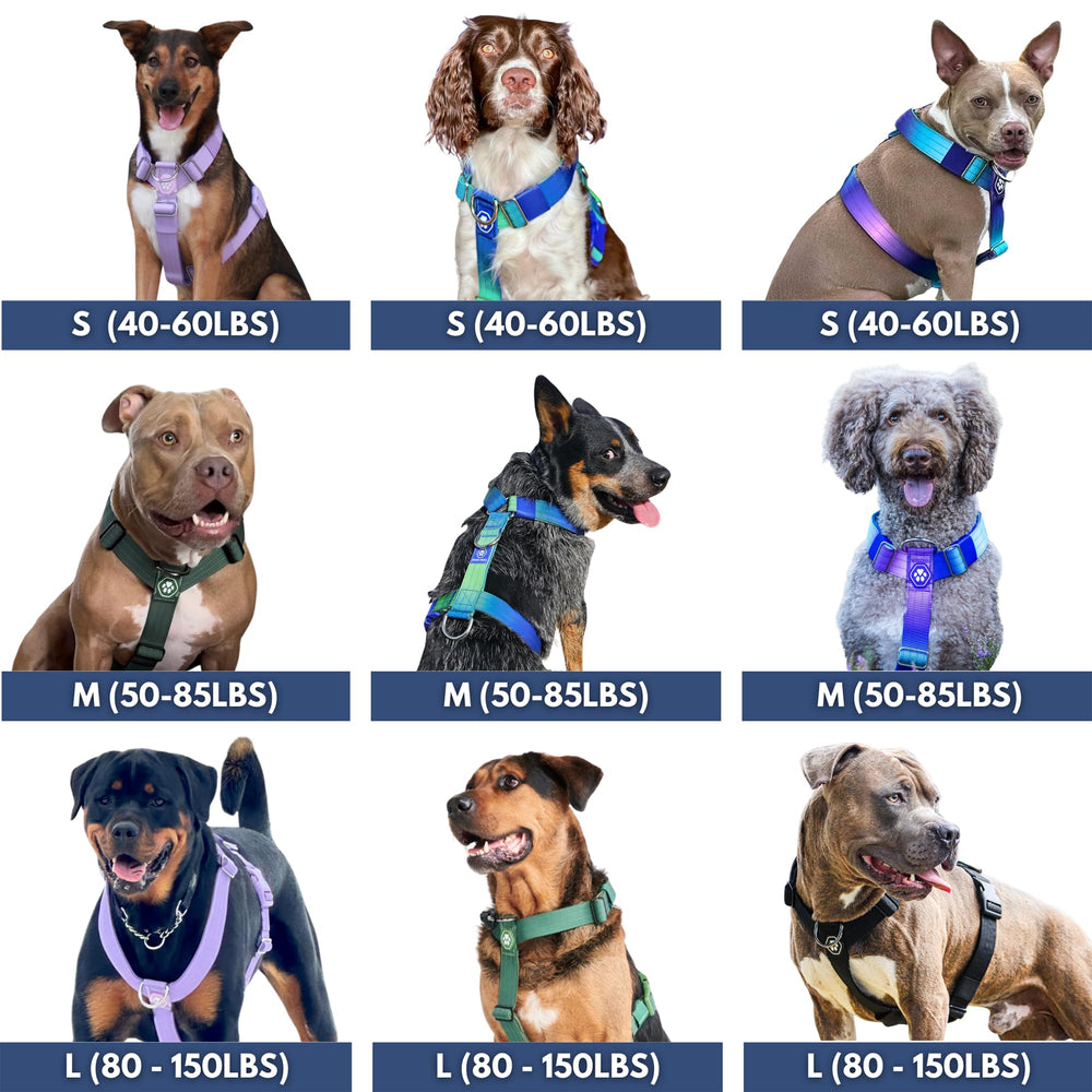 Spark Paws ensemble harnais, collier et laisse tactique pour un look cohérent