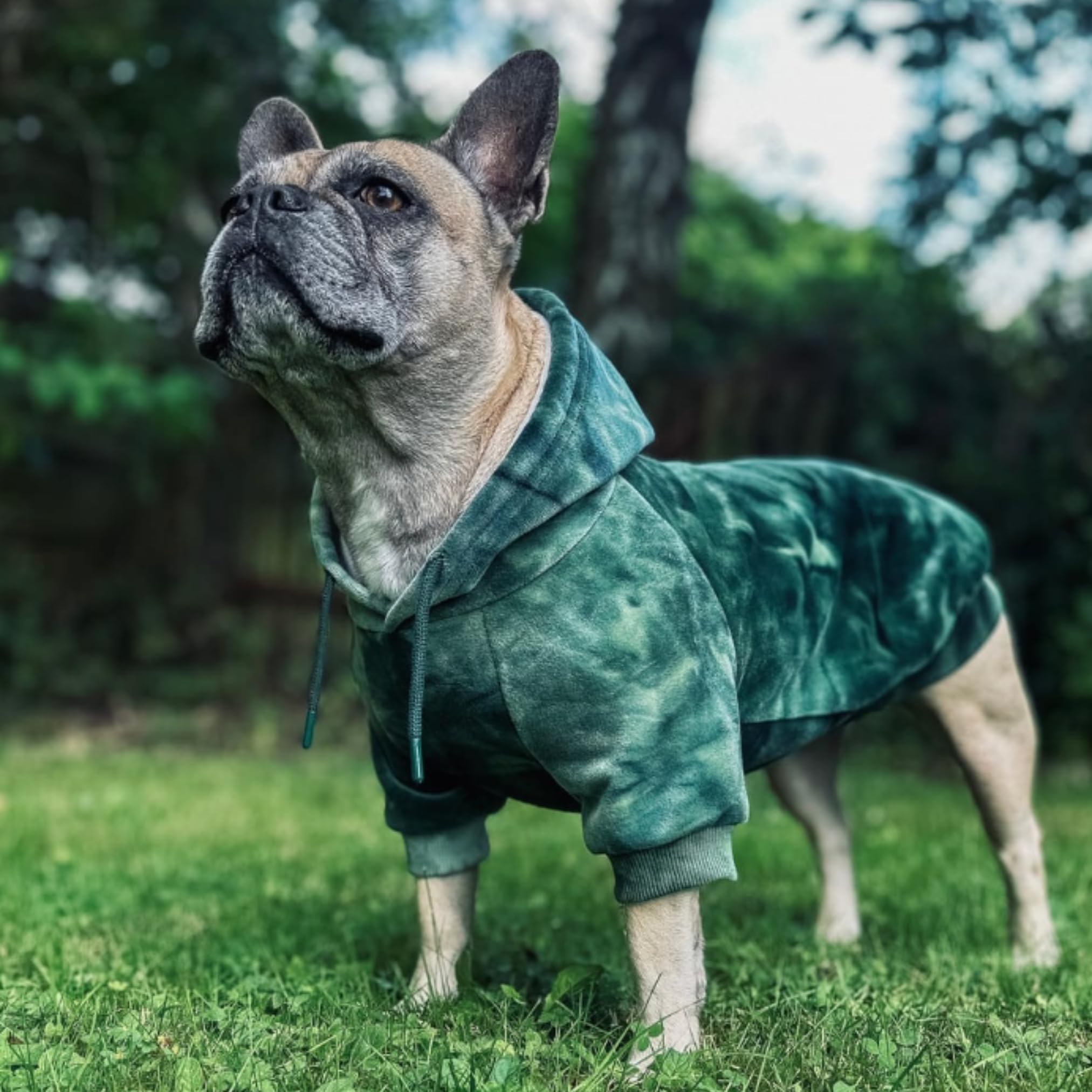 Ouverture-laisse-pratique Spark Paws, attache harnais sans retirer le manteau.