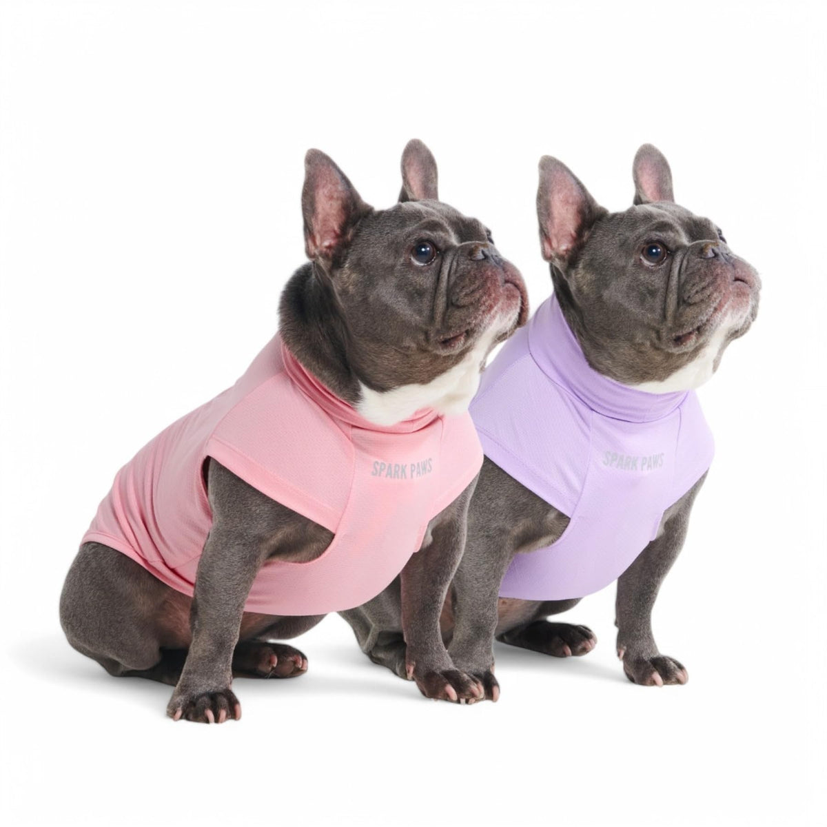 Spark Paws t-shirt chien vue avant, couleur violet et rose, protection UV SPF30.