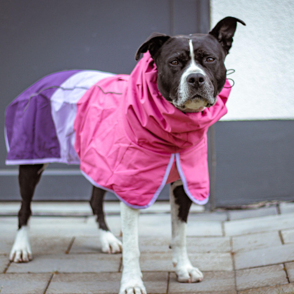 Spark Paws Veste Pluie Chien, tour de cou ajustable garde le cou et le visage au sec.