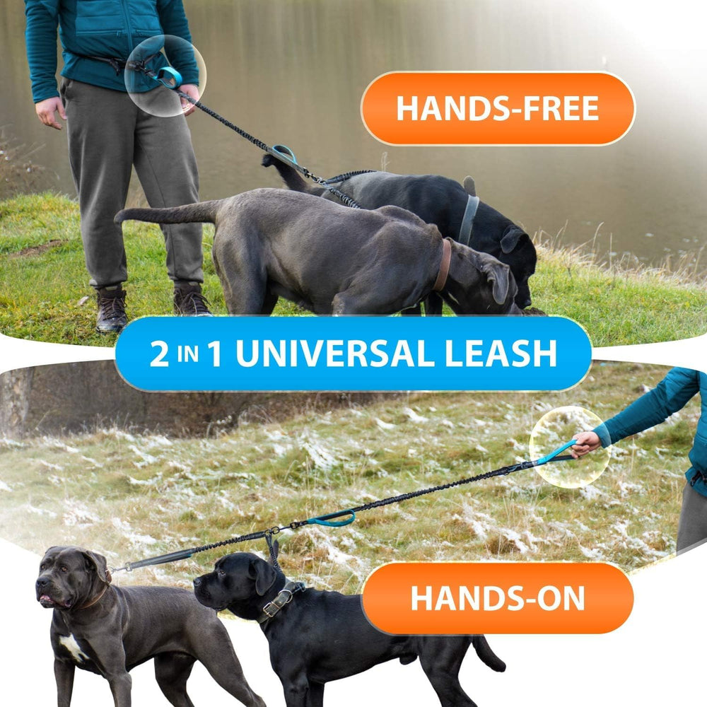 SparklyPets crochets en acier inoxydable renforcés, sécurité accrue pour deux chiens.
