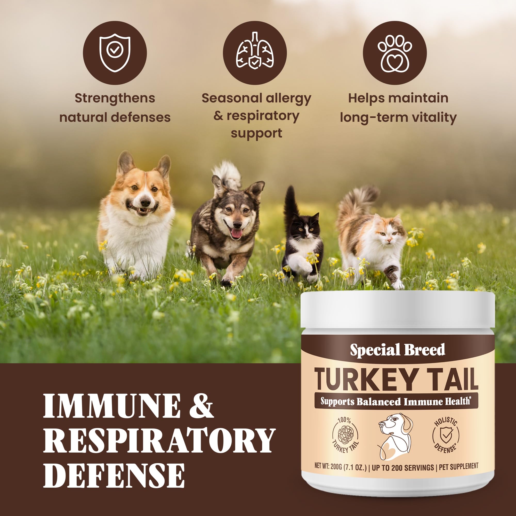 Special Breed champignon queue-dinde poudre pot-digestion – usage pratique dans les repas