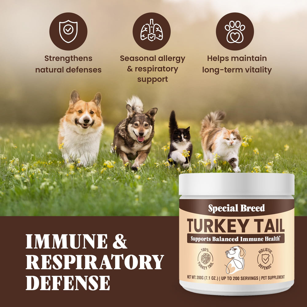Special Breed champignon queue-dinde poudre pot-digestion – usage pratique dans les repas
