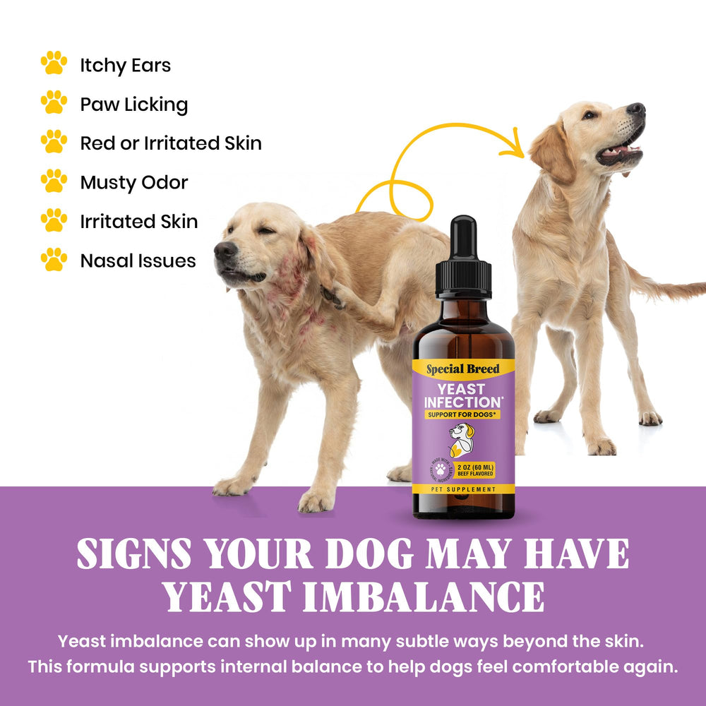 Special Breed gouttes-levures-chien-versement-eau: intégration simple dans l'hydratation.