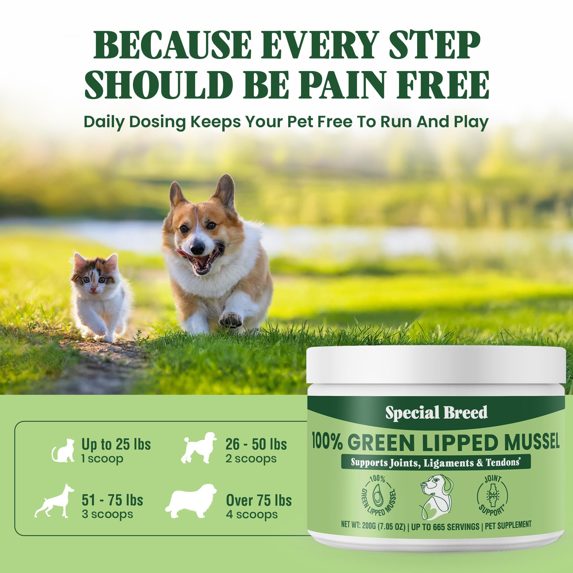 Special Breed - chat heureux: soutien articulaire pour mouvements fluides.