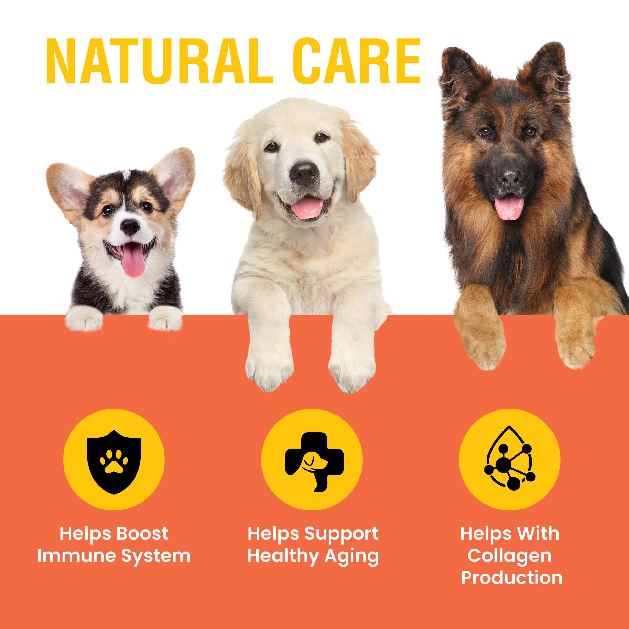 Special Breed Vitamine C pour chien, gout bacon, saveur appréciée lors des repas.