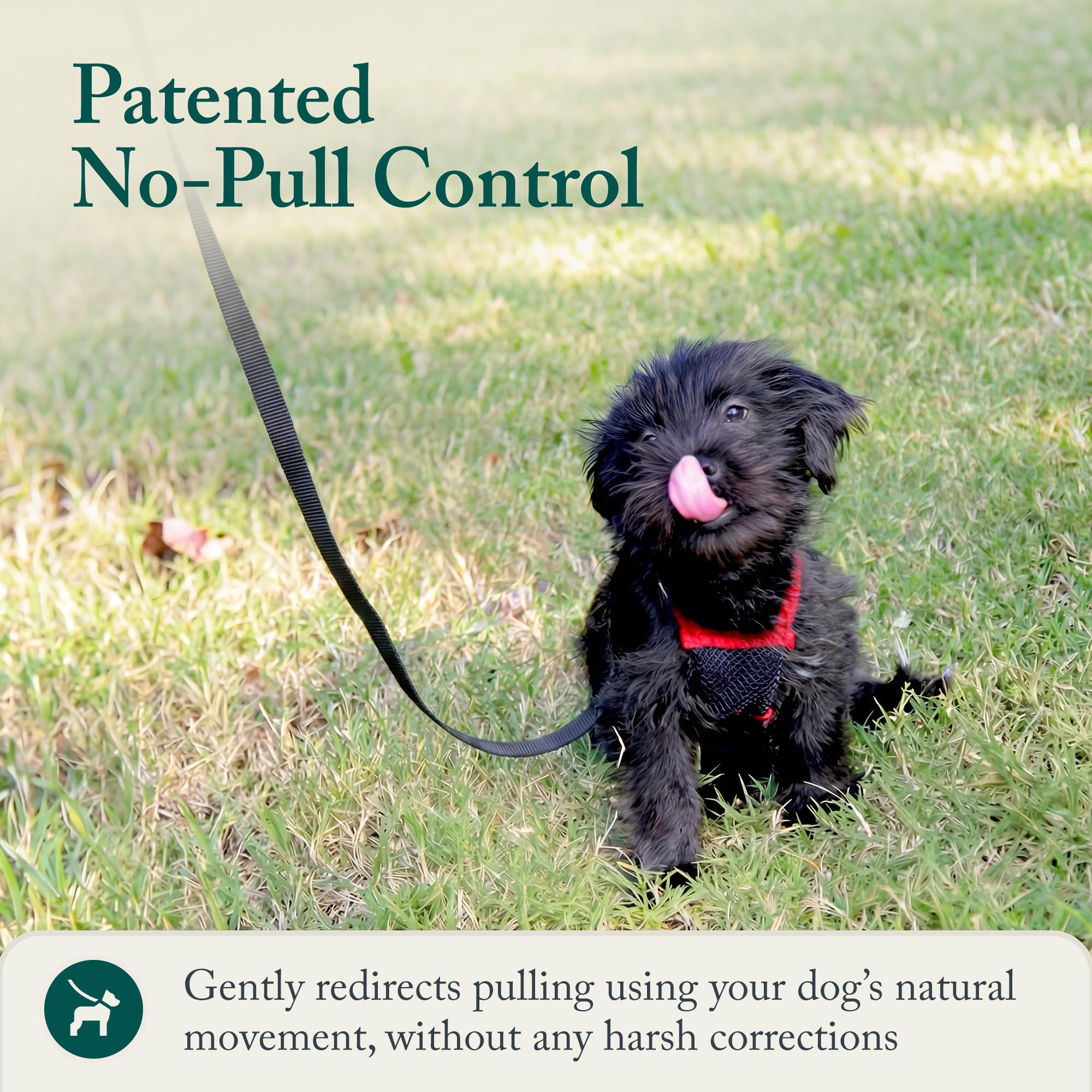 Nylon synthétique durable et léger pour chiens actifs