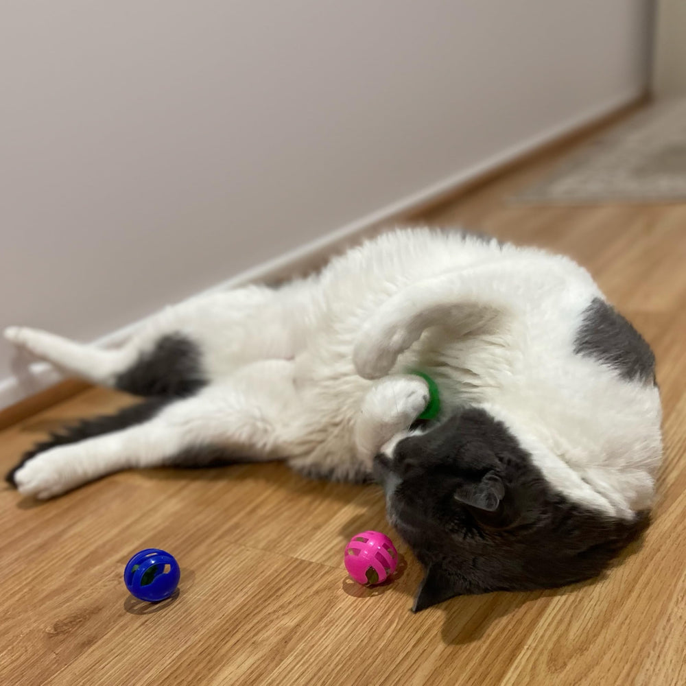 SPOT jouet balle colorée pour chats actifs