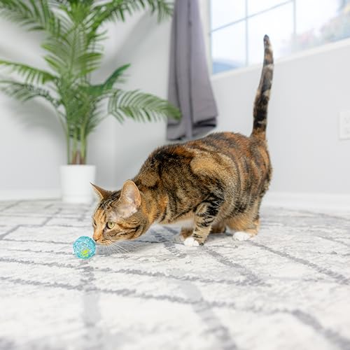 SPOT Balle-lattice pour chats énergiques, soutient l’exercice quotidien.