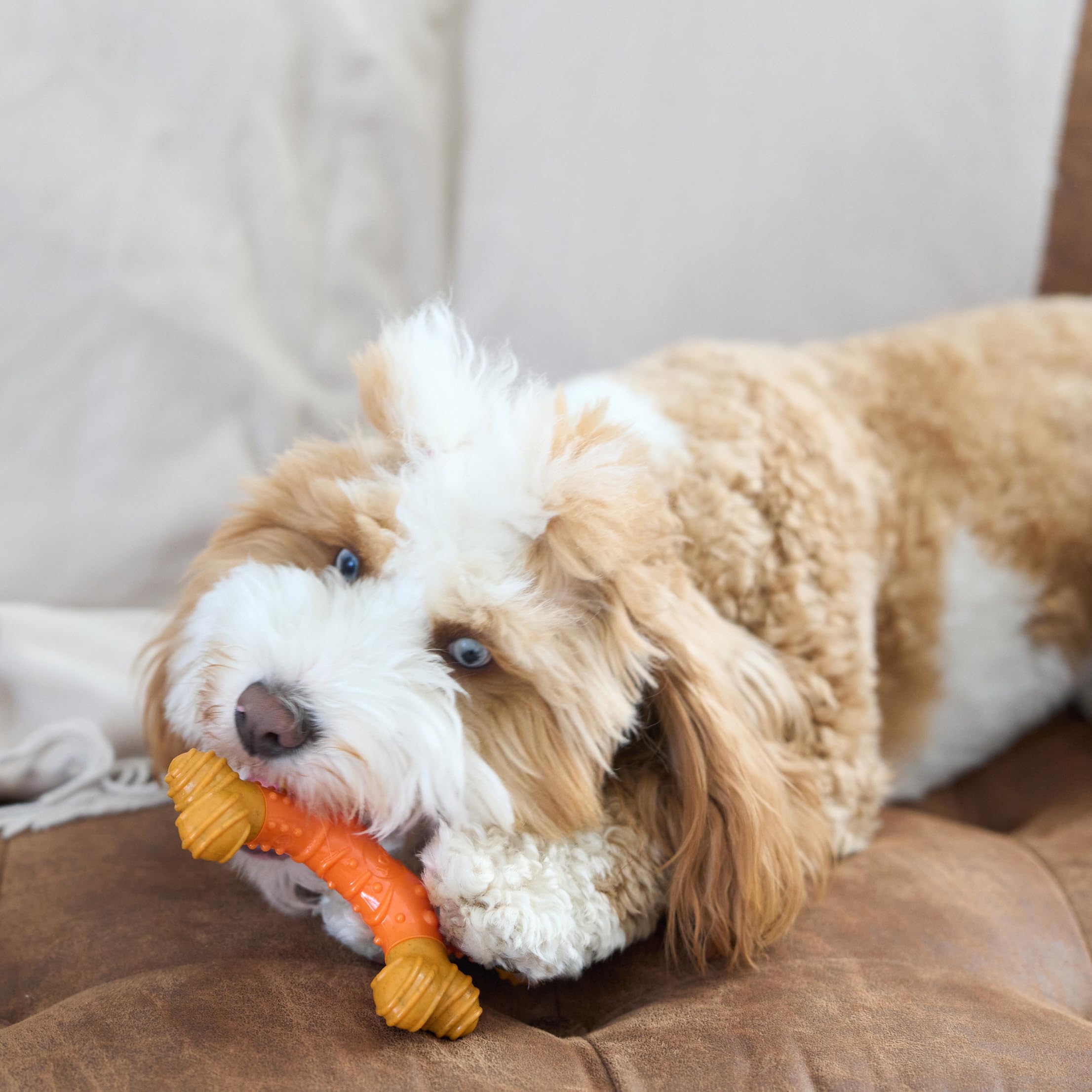SPOT Bam-Bones X-Bone – mastic quotidien pour chiens actifs