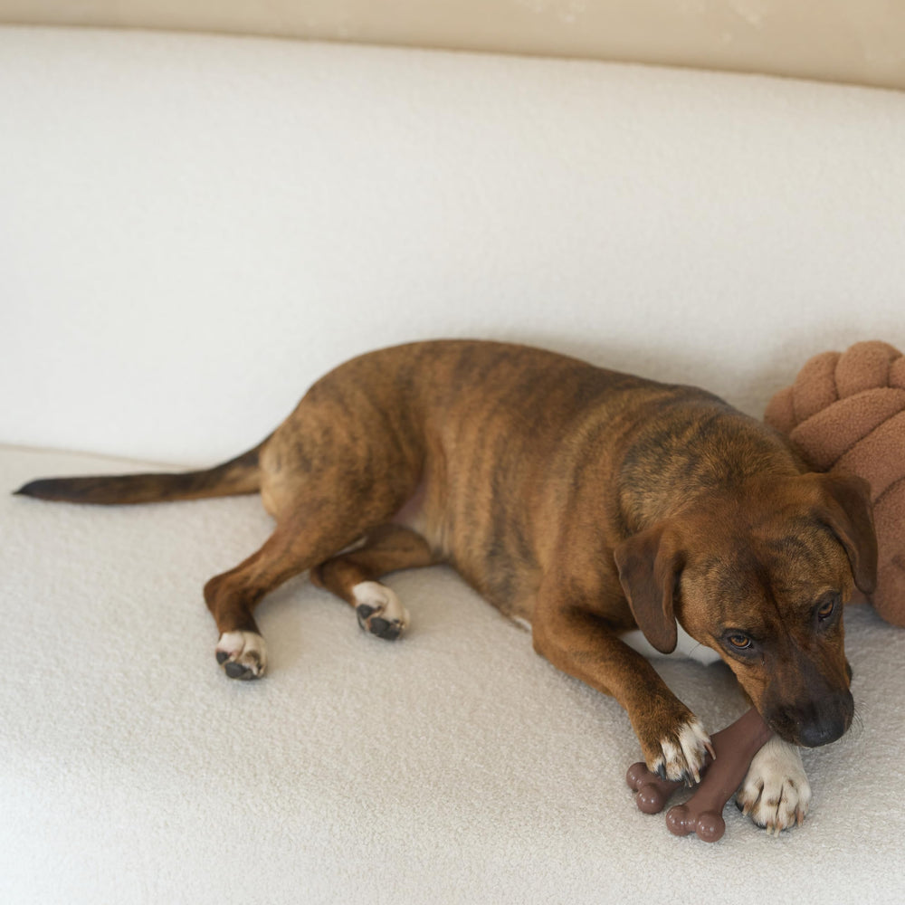 SPOT Bam-Bones jouet de dentition quotidien pour divertir votre chien
