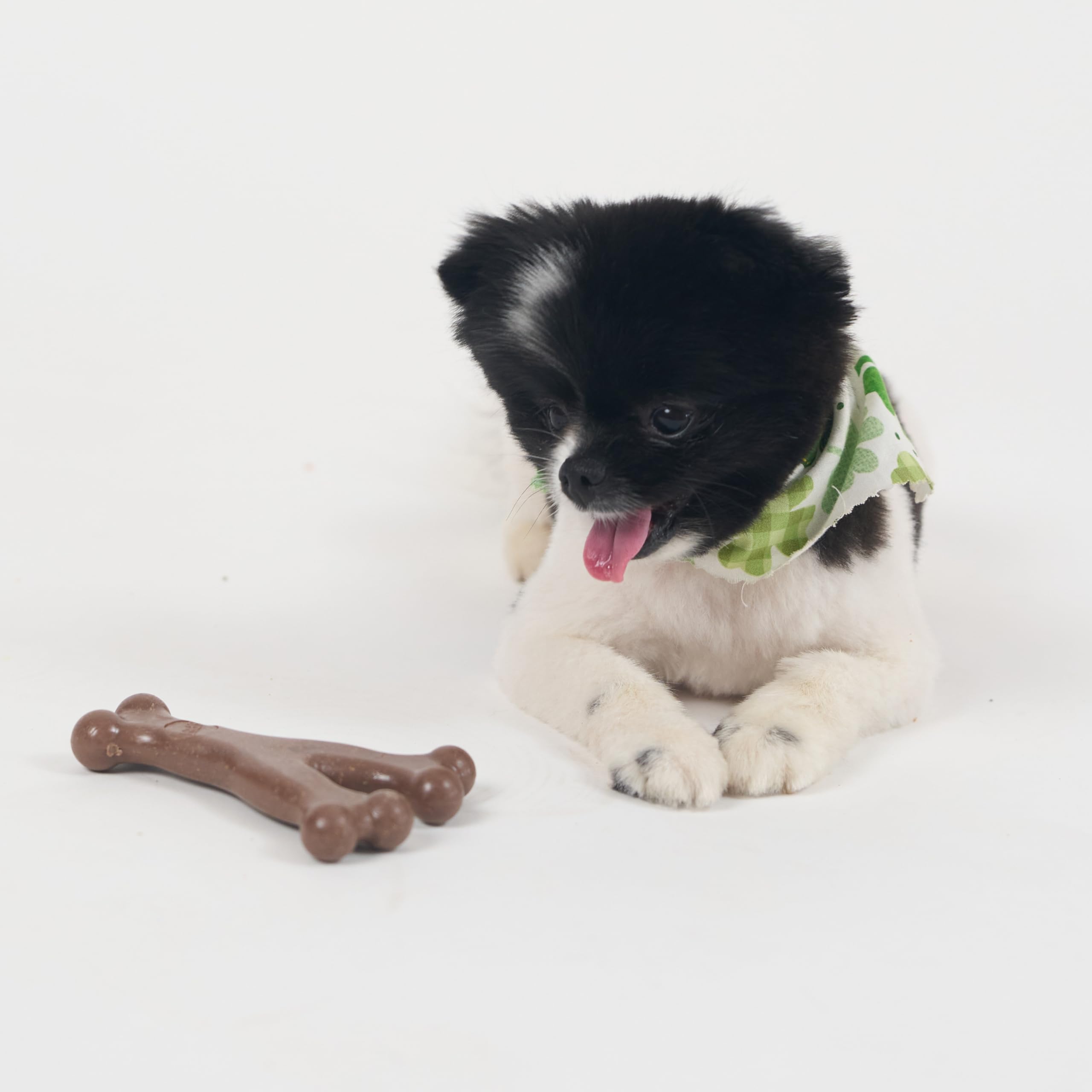 SPOT Bam-Bones idéal pour chiots en dentition et petits chiens.