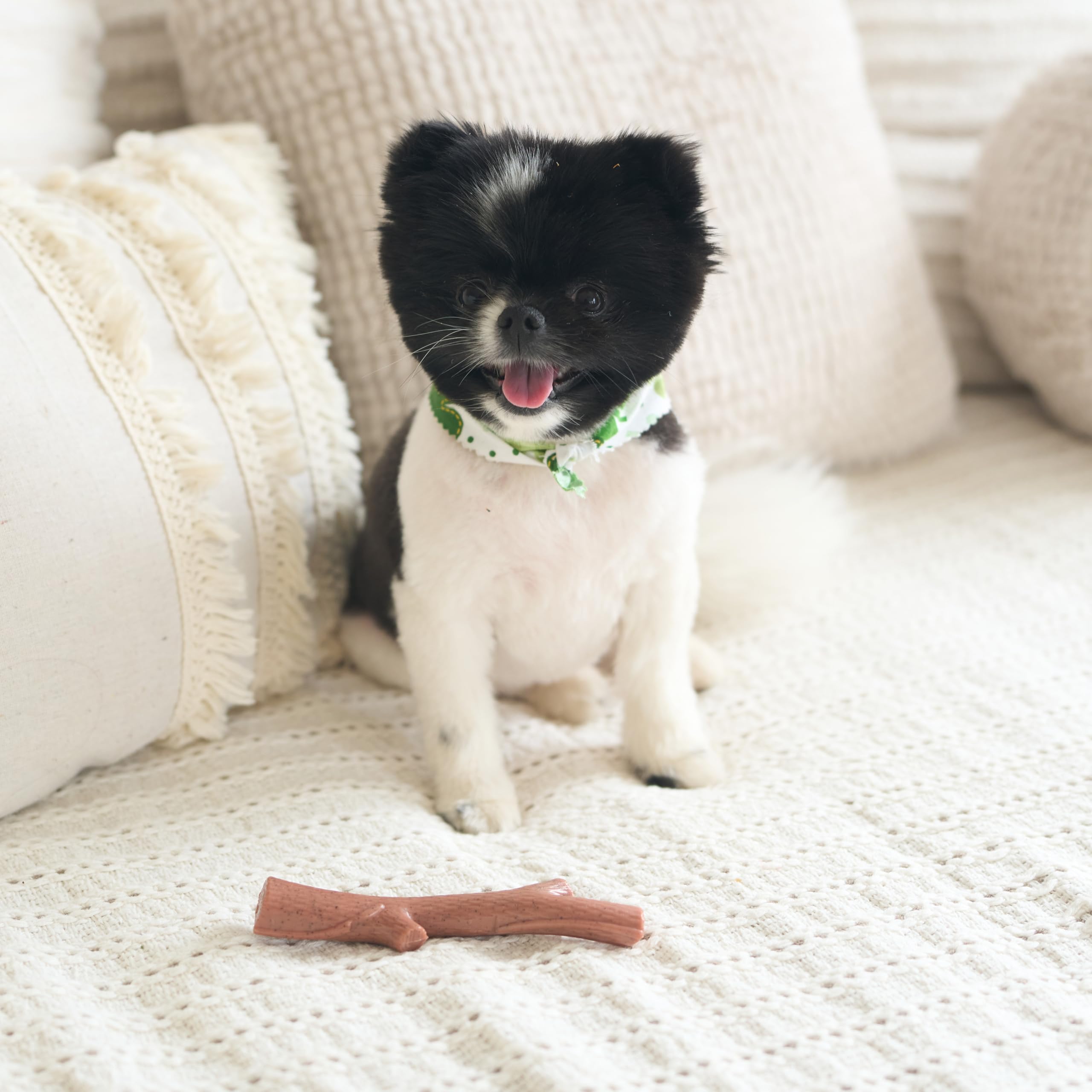SPOT Bam-Bones Plus Branche—contribue a l hygiène dentaire et nettoyage.