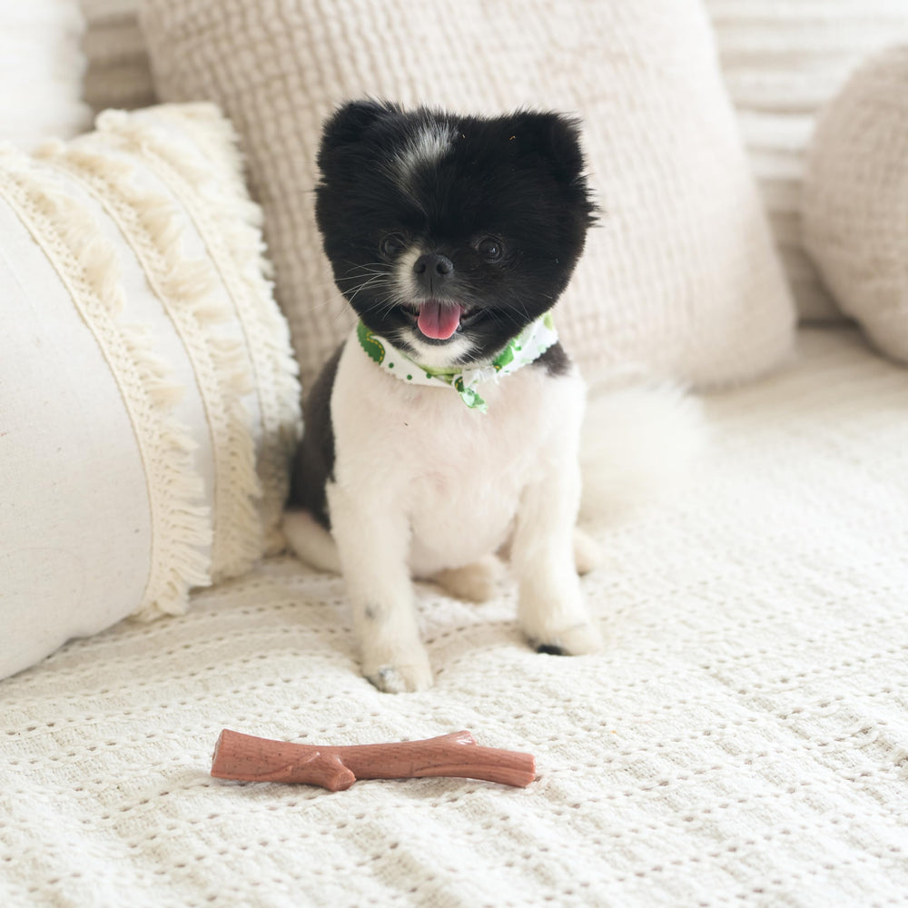 SPOT Bam-Bones Plus Branche—contribue a l hygiène dentaire et nettoyage.