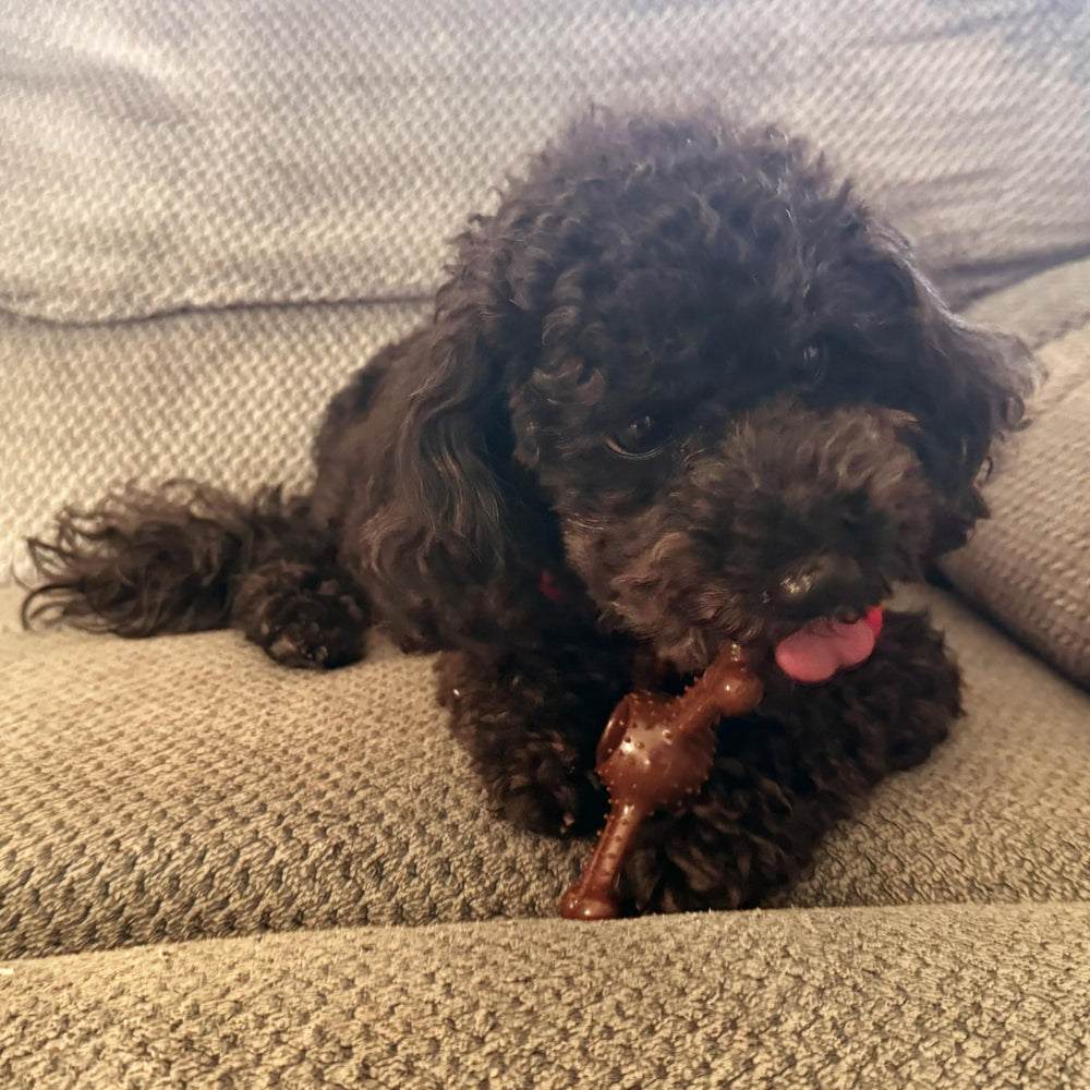 SPOT Bam-Bones Plus – adapté aux petits chiens jusqu'à 13 kg.