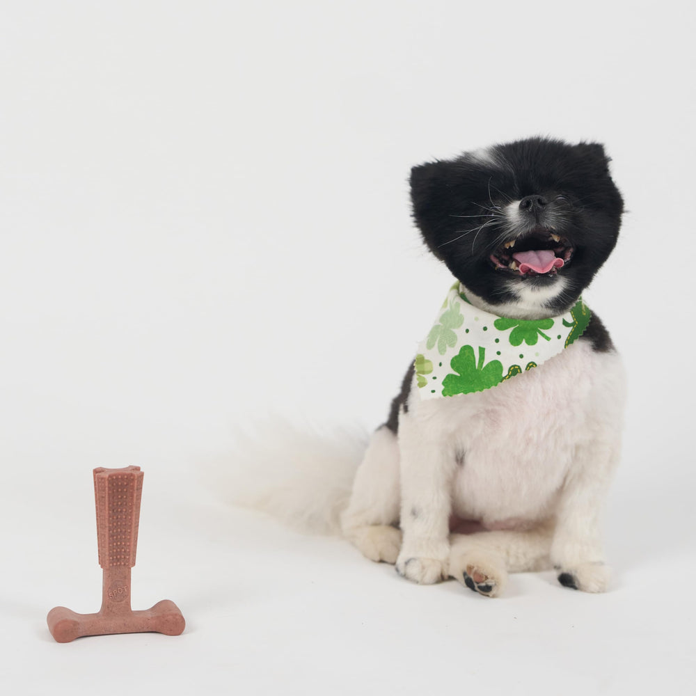 SPOT Bam-Bones Plus T Bone, saveur boeuf pour des sessions de jeu prolongées.