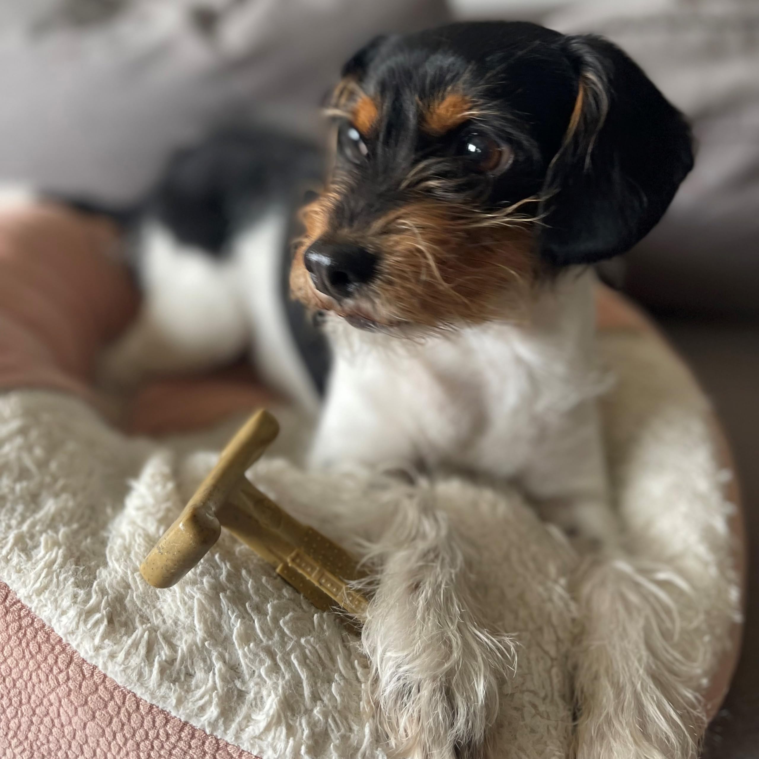 SPOT Bam-Bones Plus T Bone, adapté pour chiens jusqu’à 30 livres.