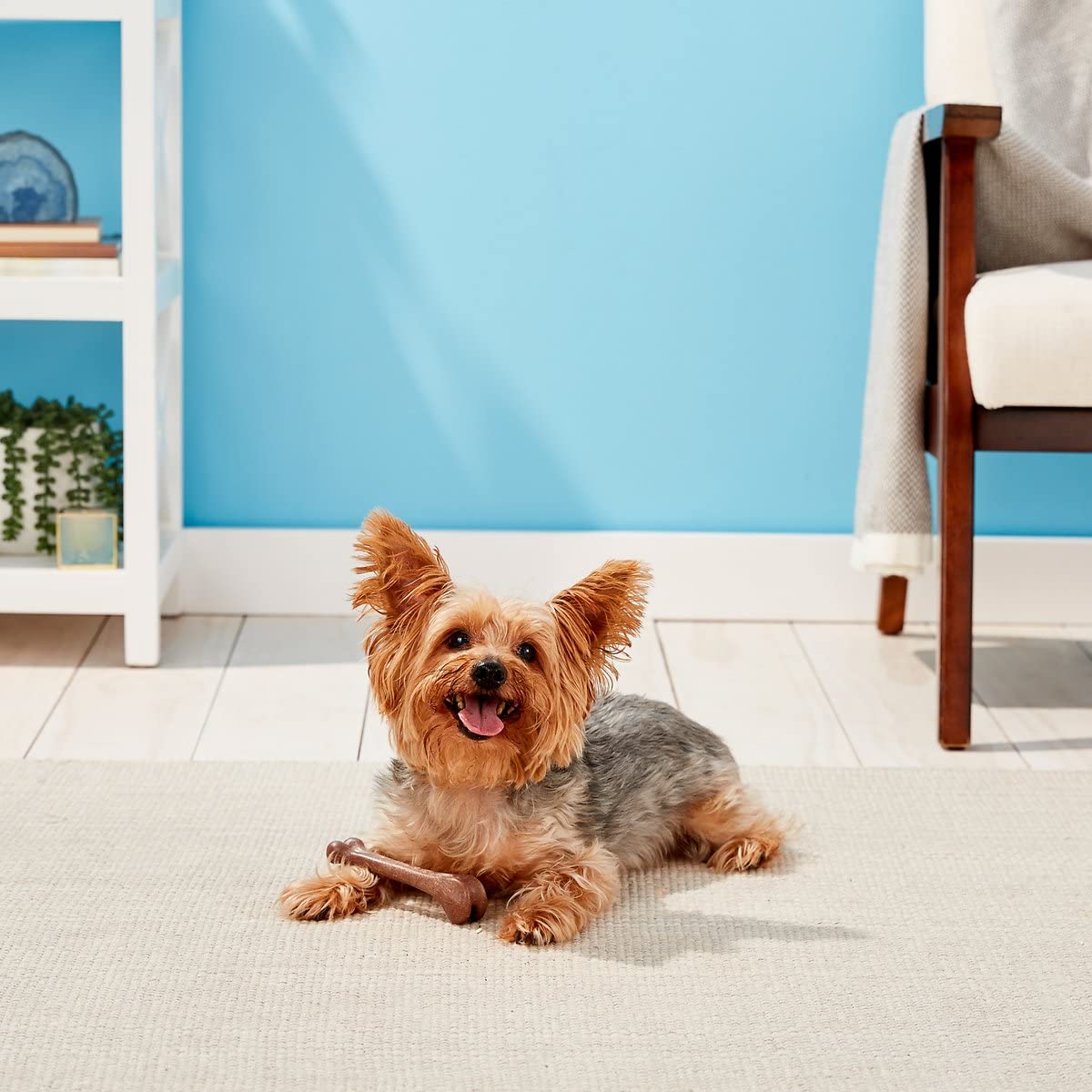 SPOT Bam-Bones: taille moyenne 5,75 pouces adaptée aux chiens jusqu’à 25 lb.