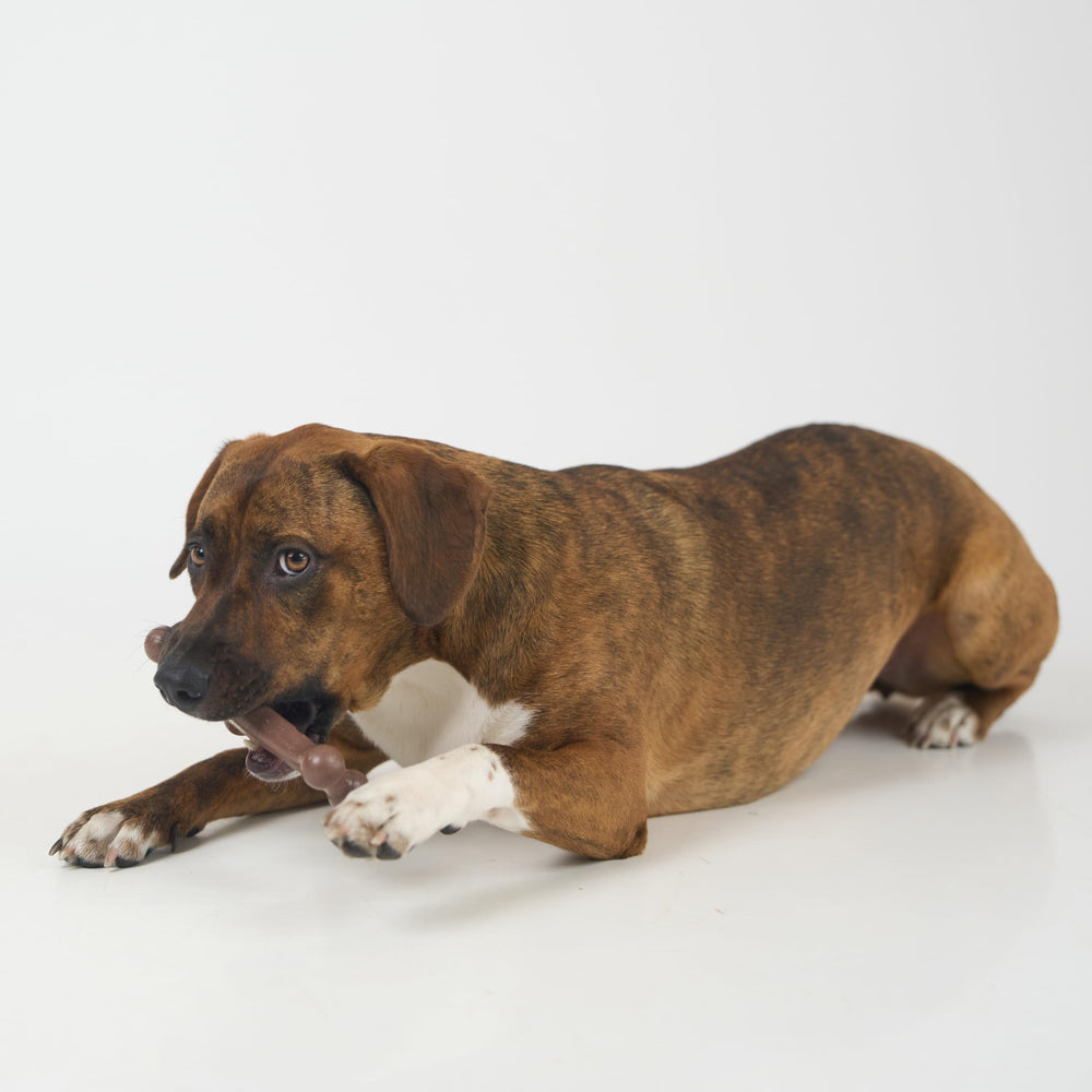 SPOT Bam-Bones taille moyenne adaptée pour chiens de taille moyenne