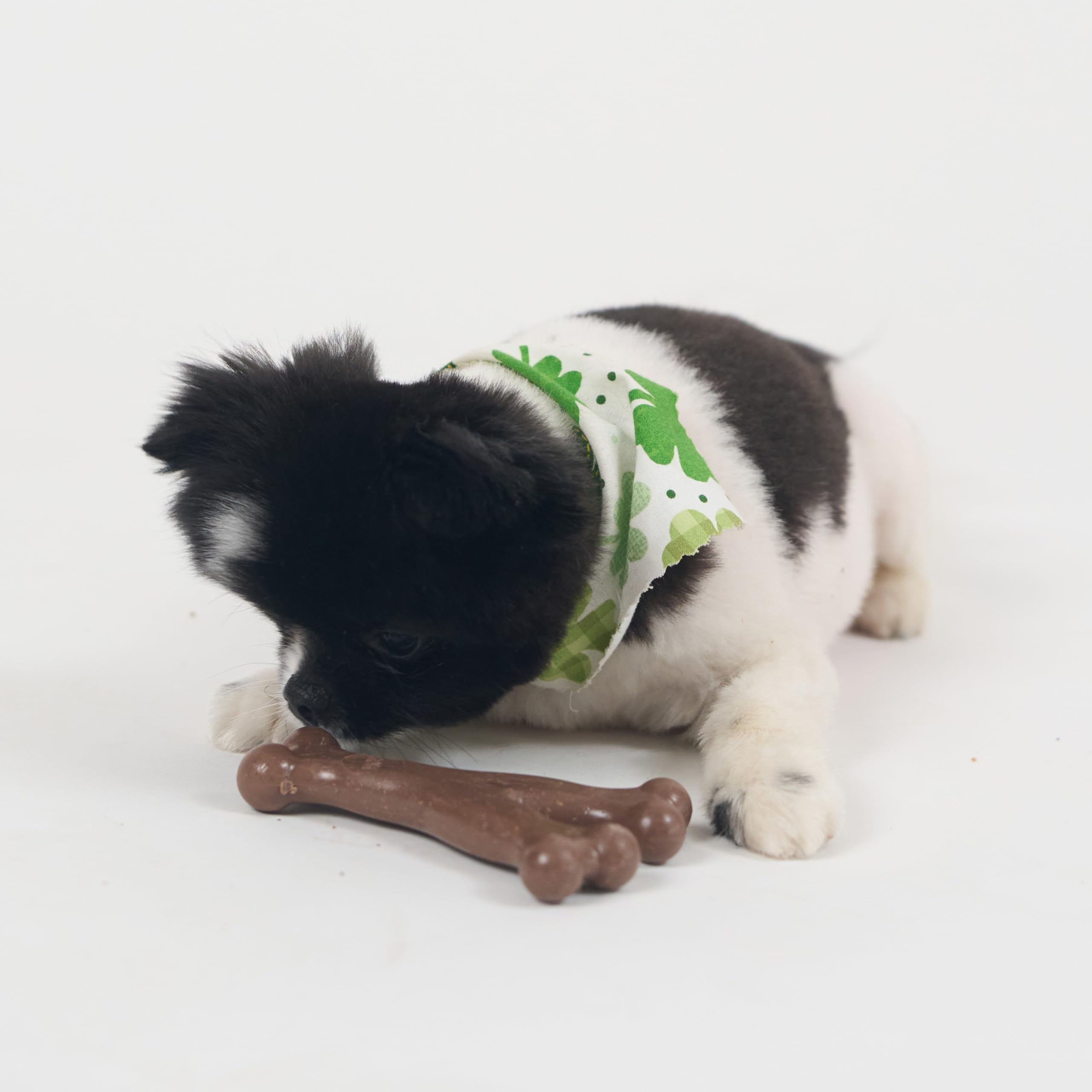 SPOT Bam-Bones usage quotidien pour occuper et mastiquer.
