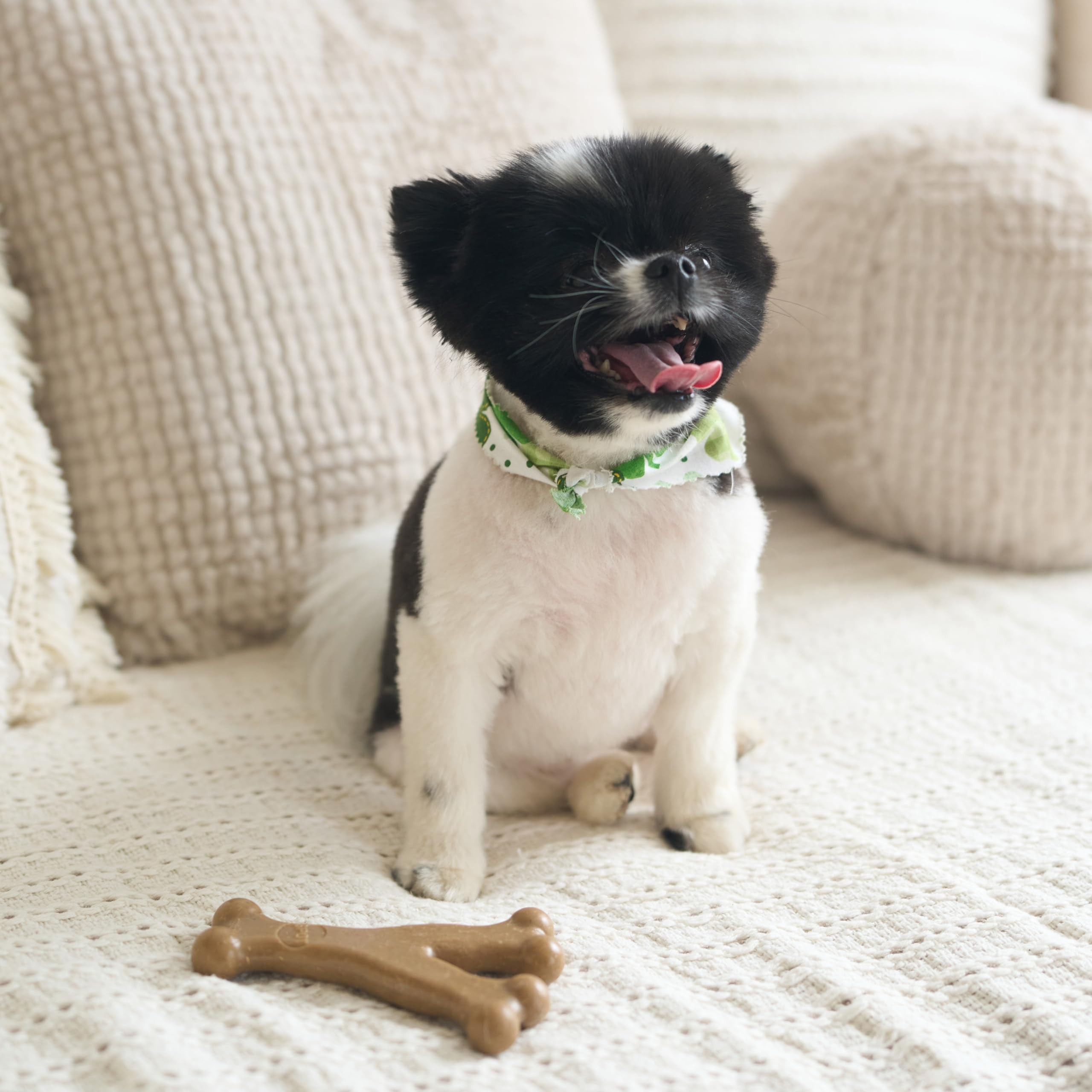 SPOT Bam-Bones Wishbone – adapté aux chiens pesant jusqu’à 30 lb.
