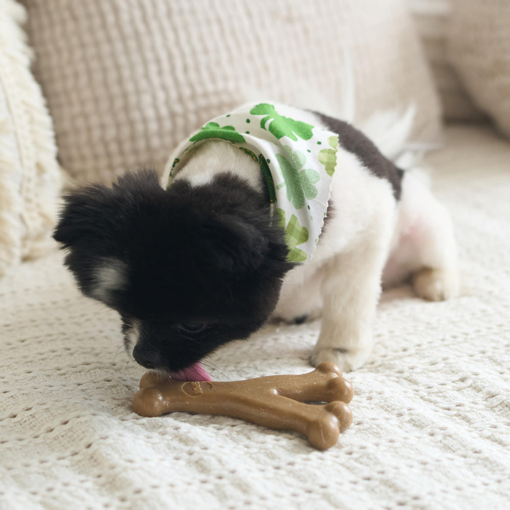 SPOT Bam-Bones Wishbone – conçu pour les petits chiots et chiots en dentition.