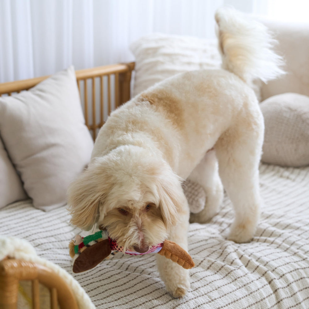 SPOT Bird Calls : peluche avec son stimulant pour l'attention.