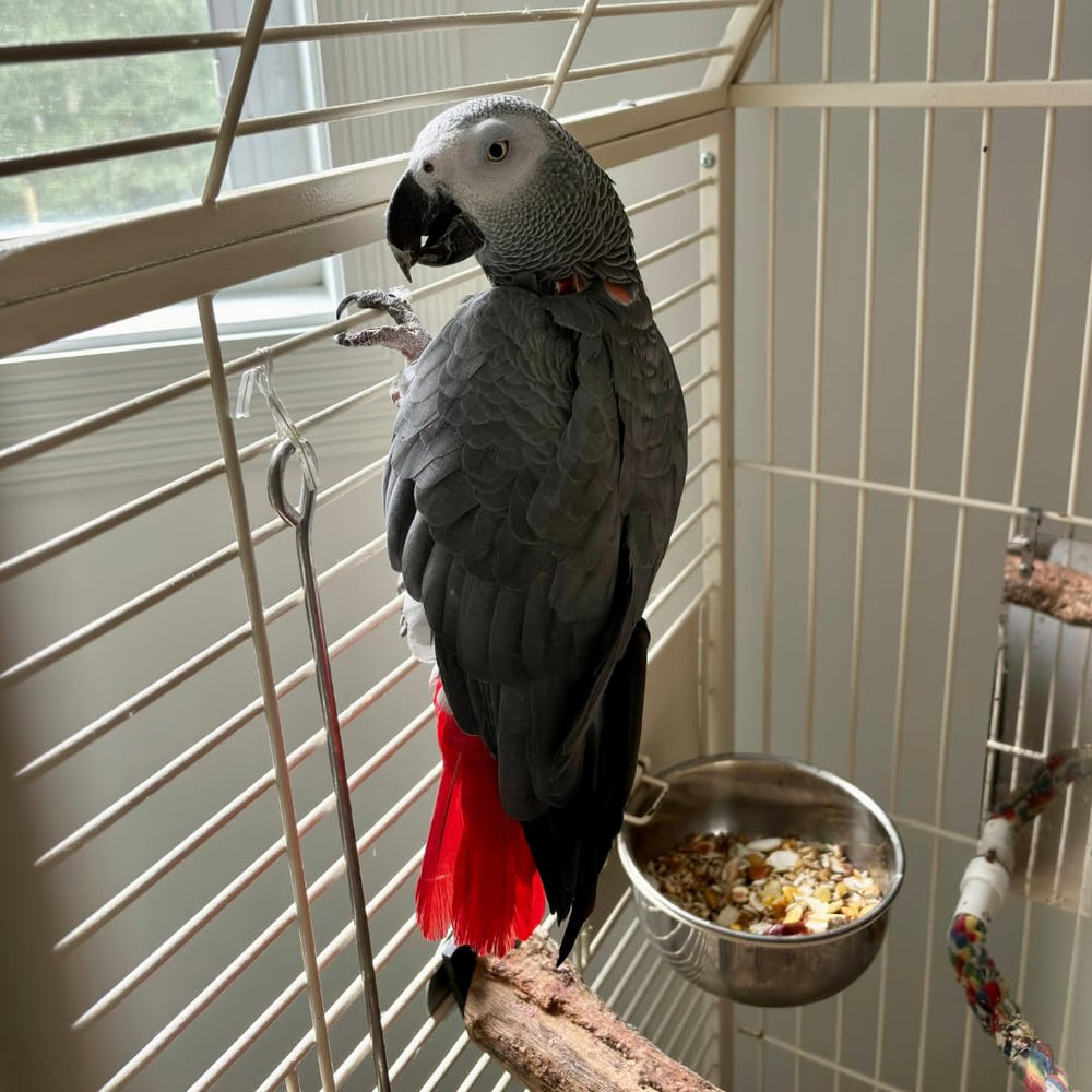 SPOT compatible avec cages à barres variées pour petits animaux.