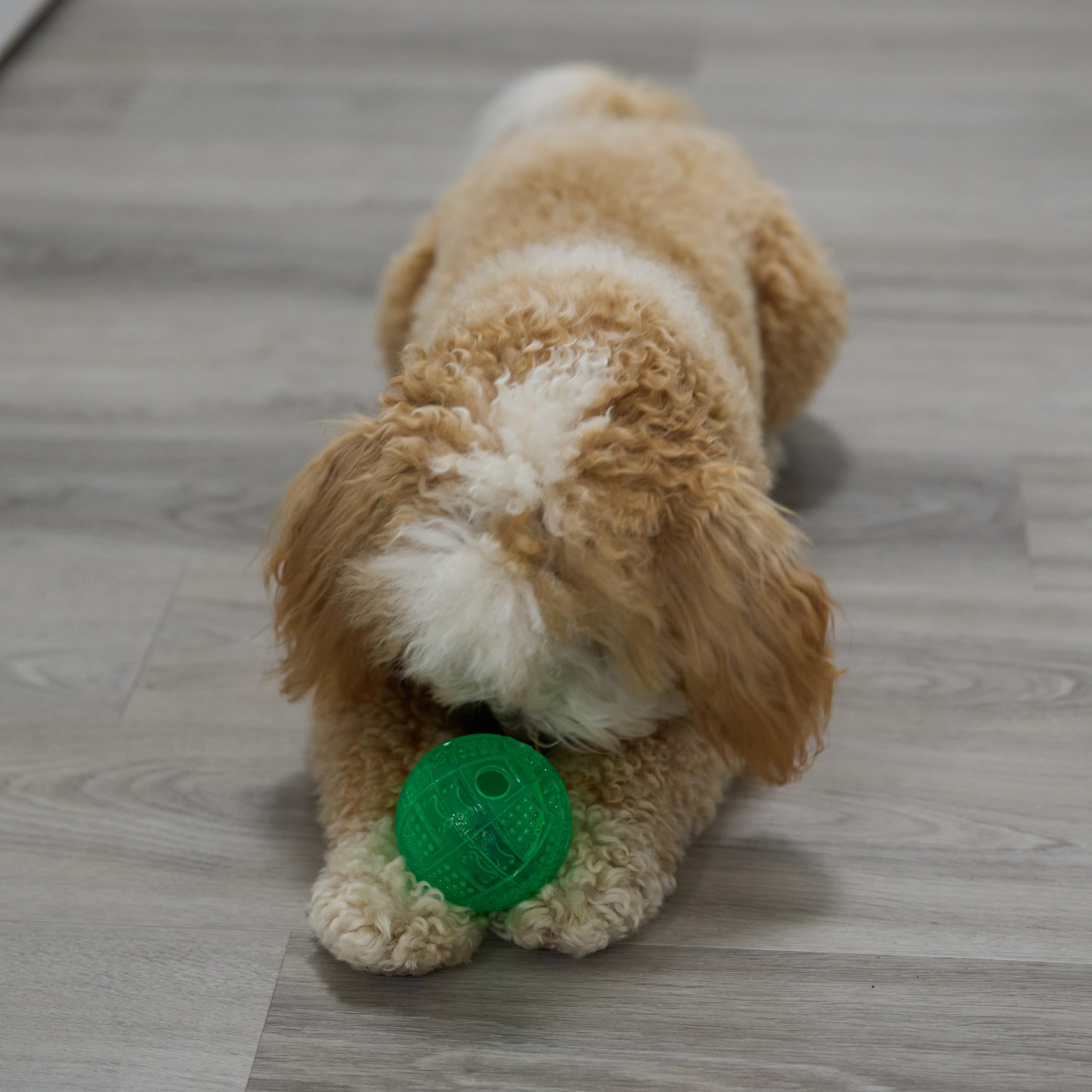 SPOT Dura-Brite Treat Ball, durable et sûr, parfait pour chiens actifs.