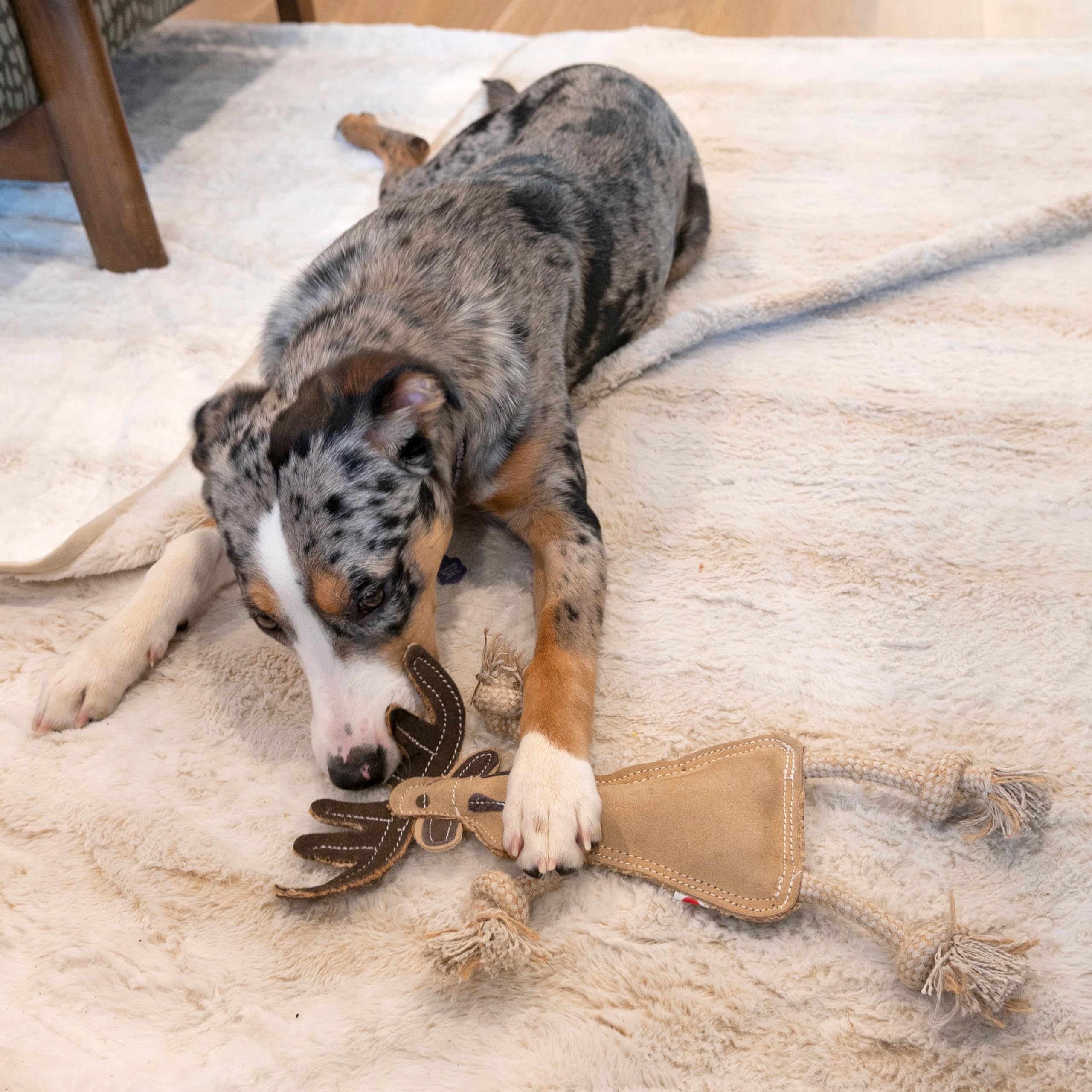 Parfait pour chiens de petites et moyennes tailles.