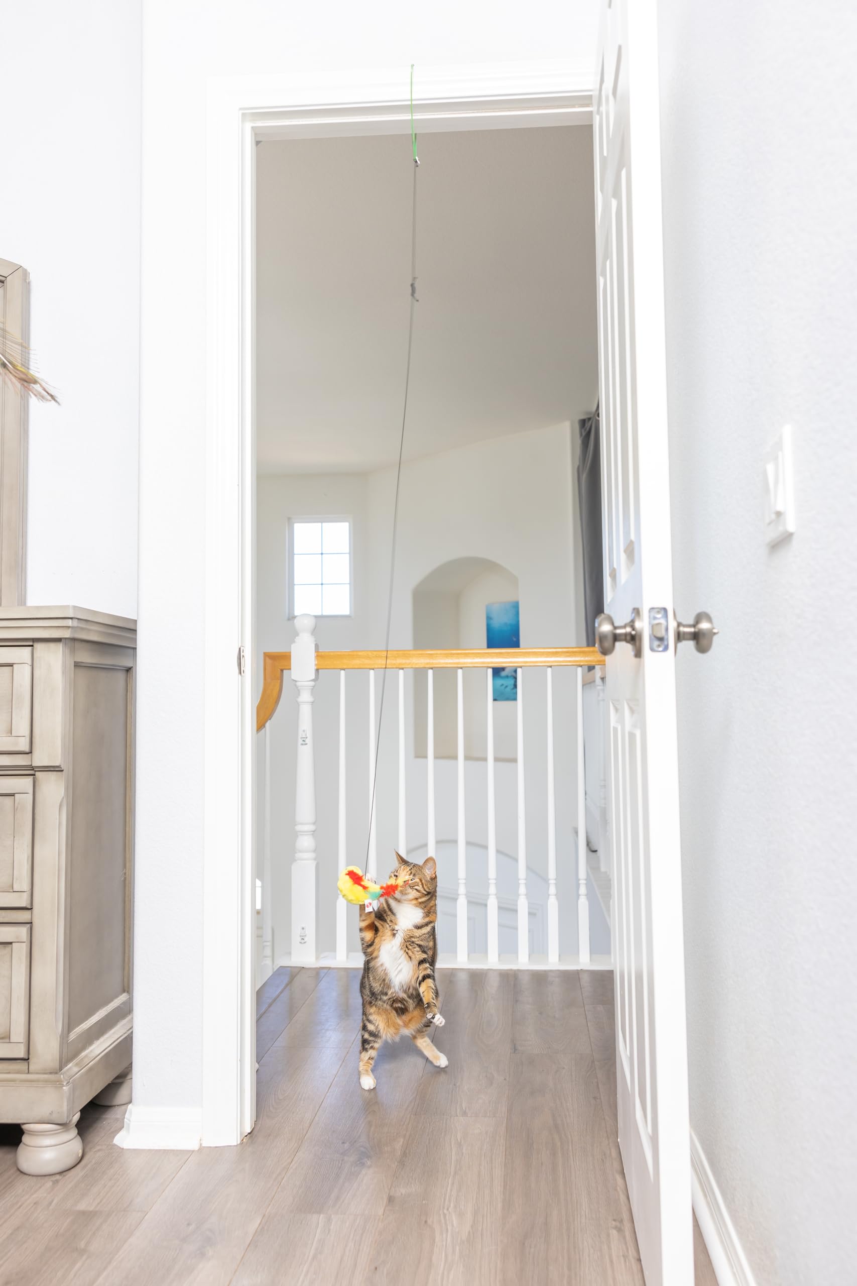 SPOT jouet chat balancement : stimule la coordination et déclenche des sauts ludiques.