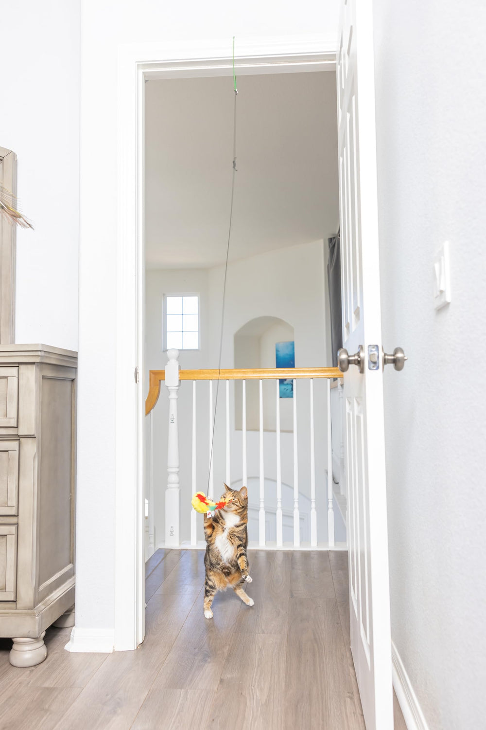 SPOT jouet chat balancement : stimule la coordination et déclenche des sauts ludiques.