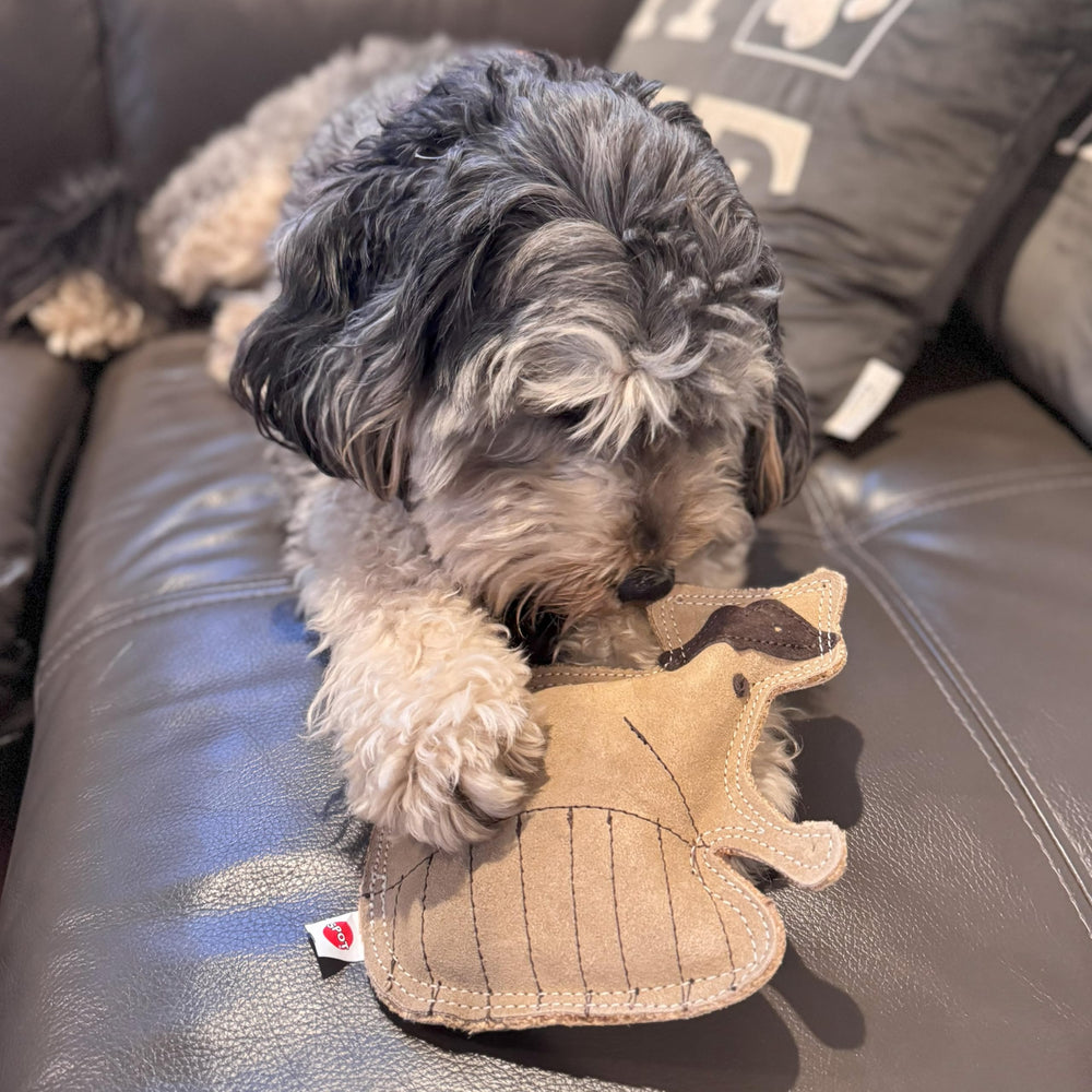 SPOT raton-laveur résistant à la mastication modérée pour chiens.